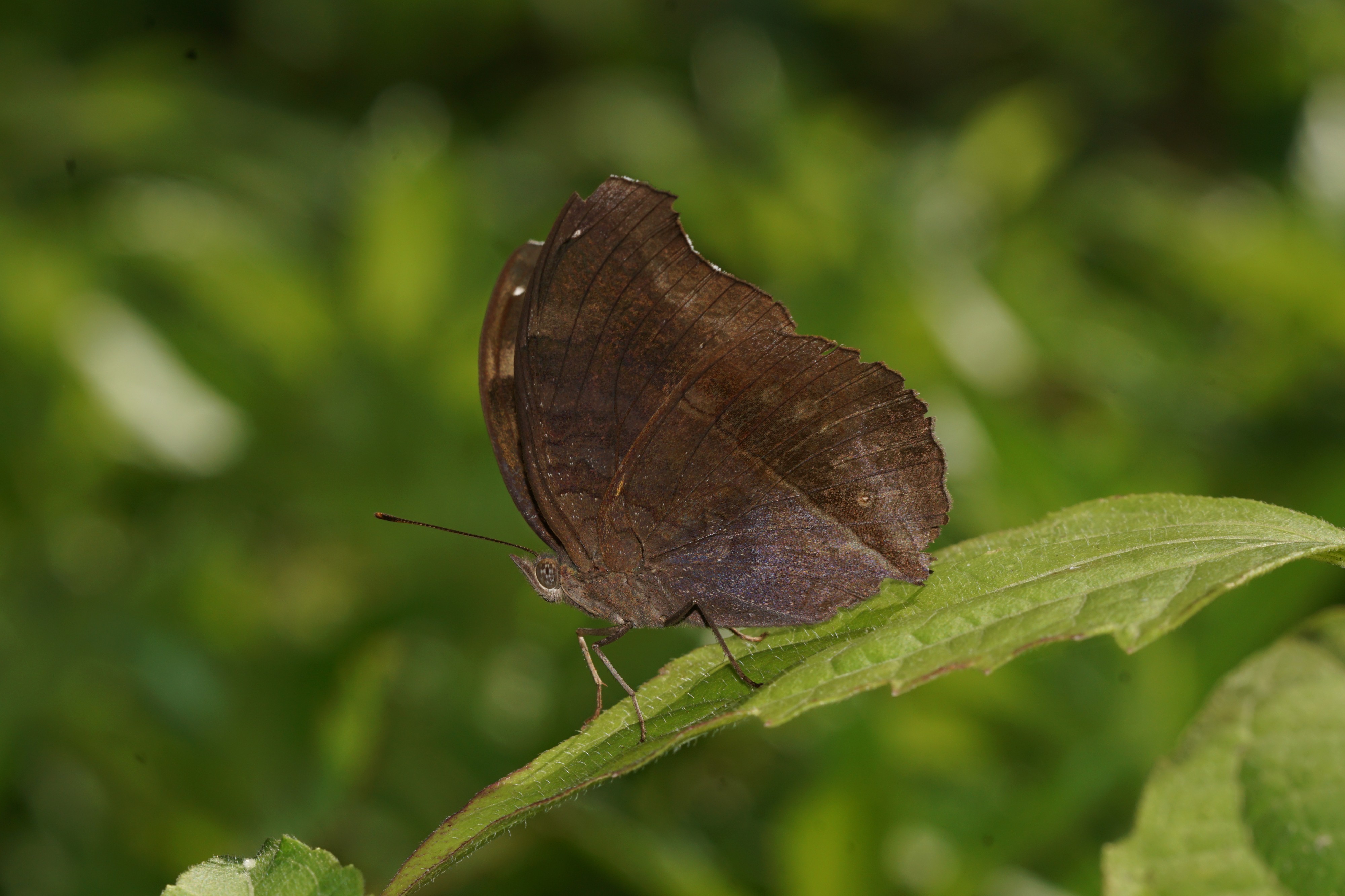 Junonia iphita 05014
