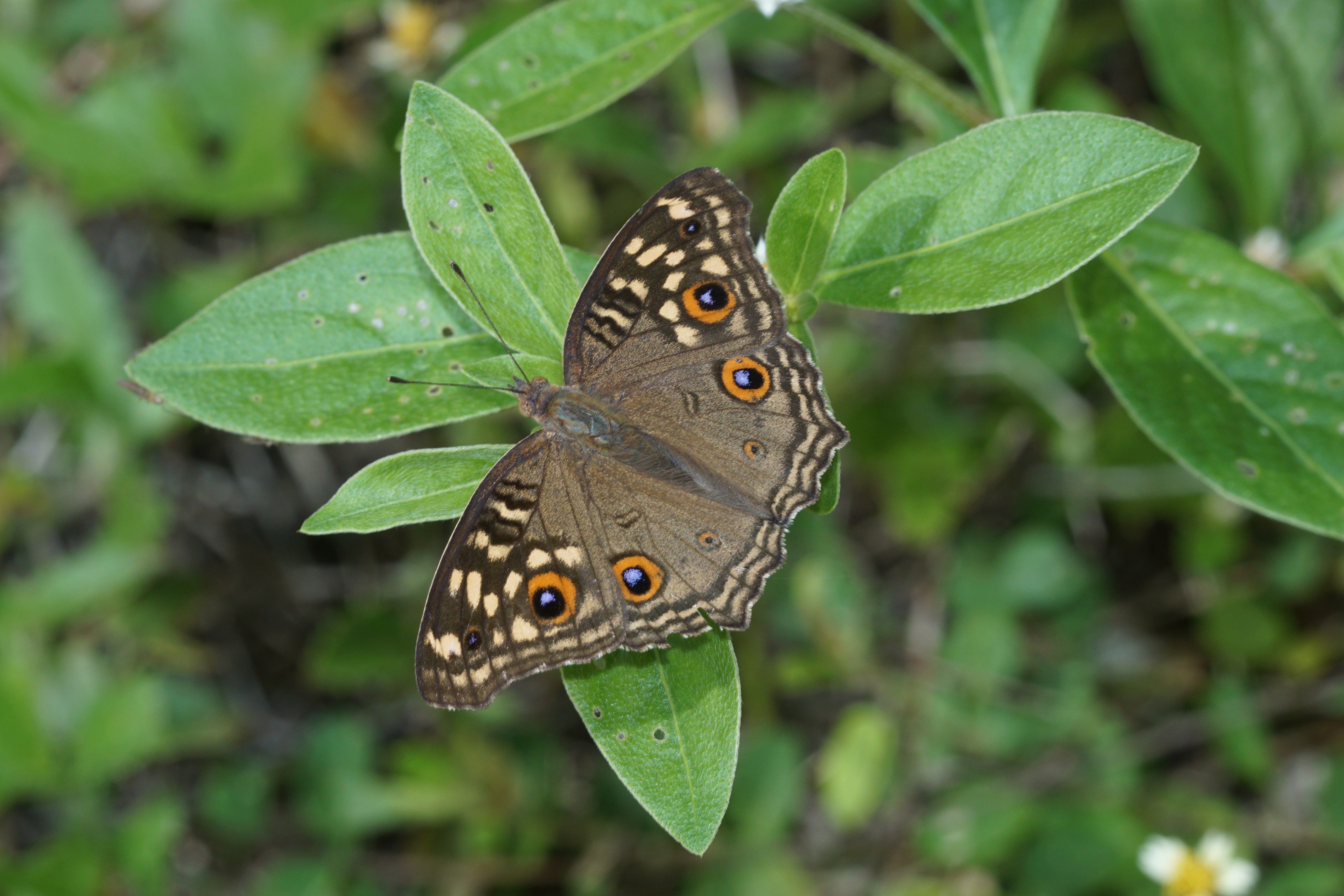 Junonia lemonias 04678