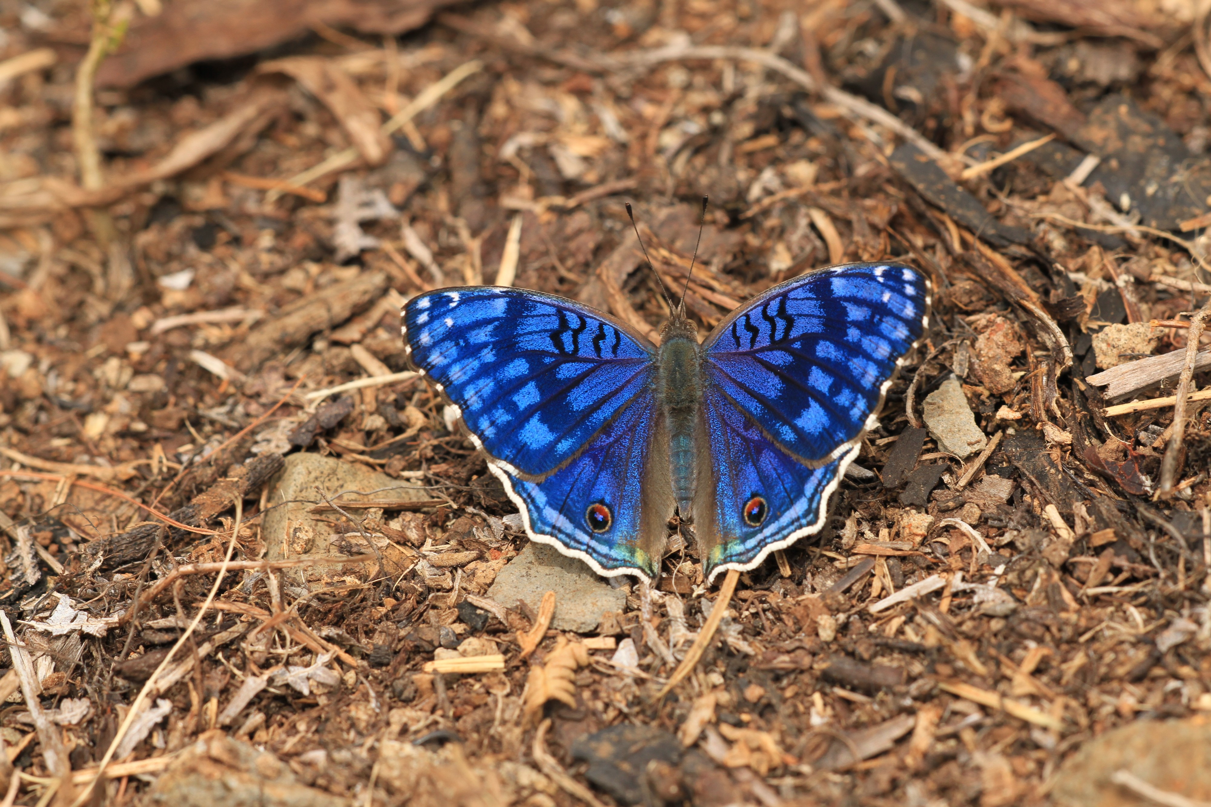 Junonia rhadama