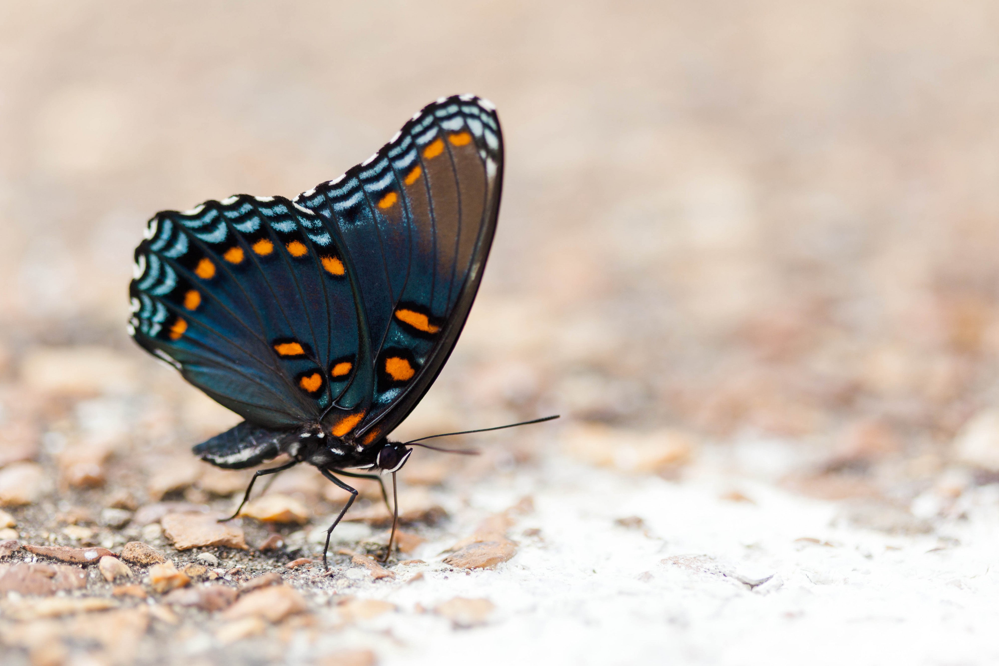 Limenitis arthemis astyanax by Melissa McMasters