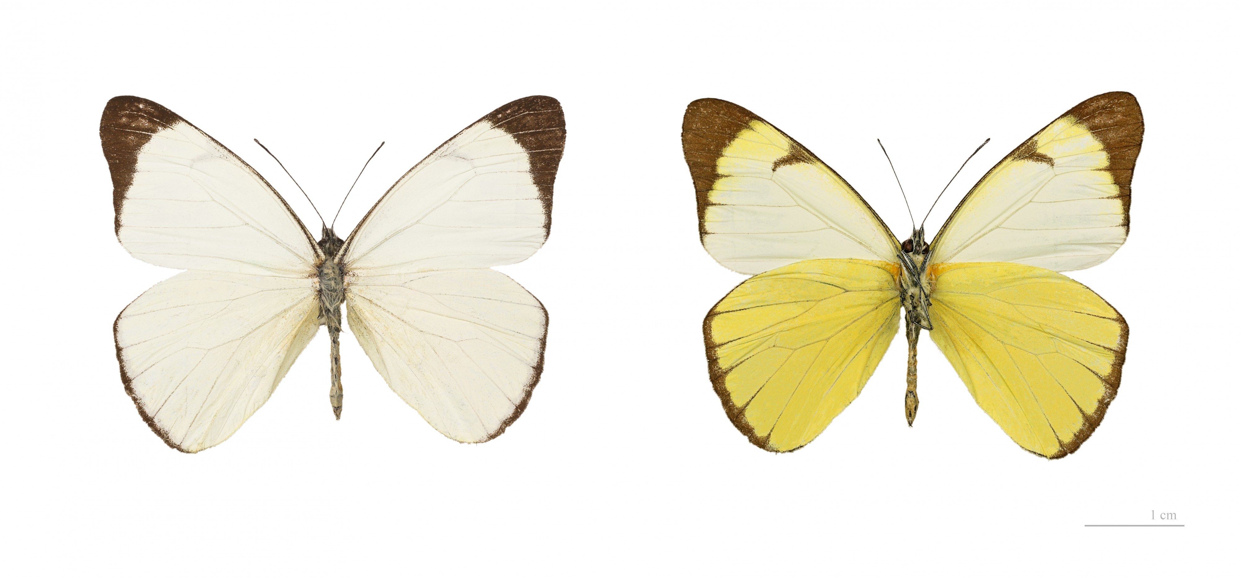 Melete leucadia MHNT
