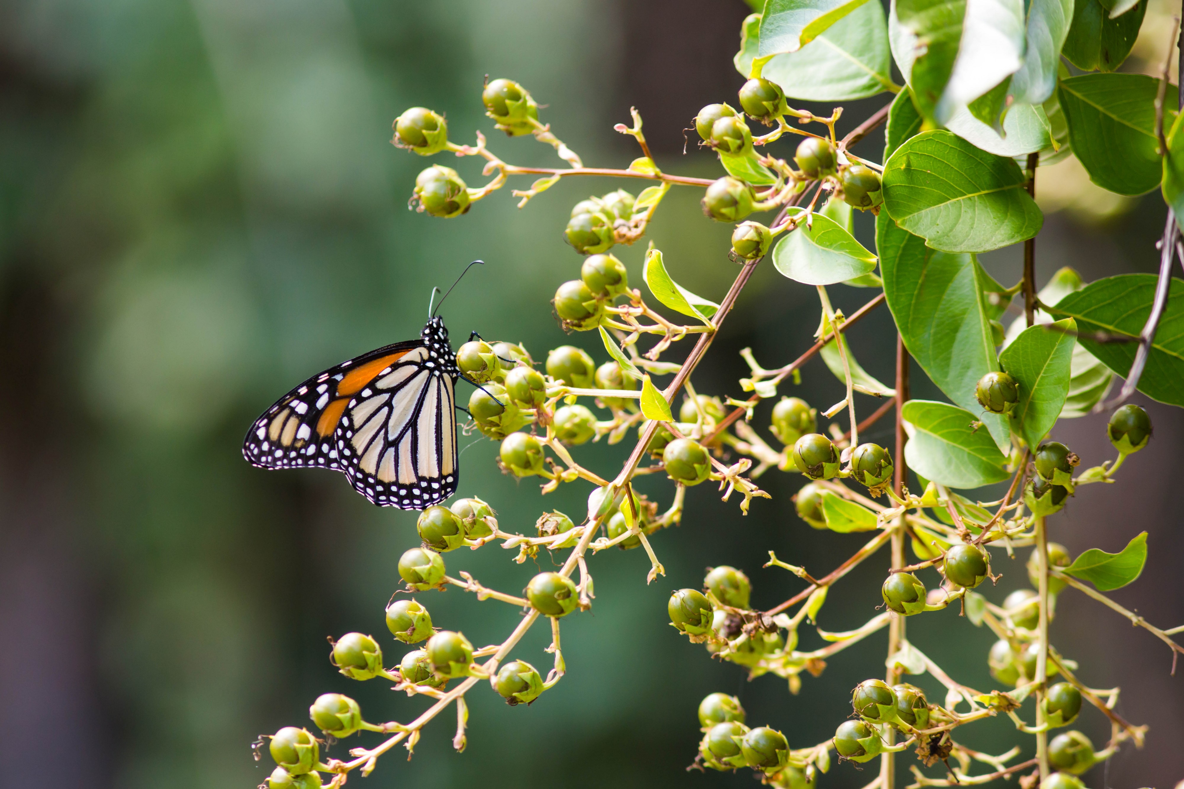 Monarch (21856932981)