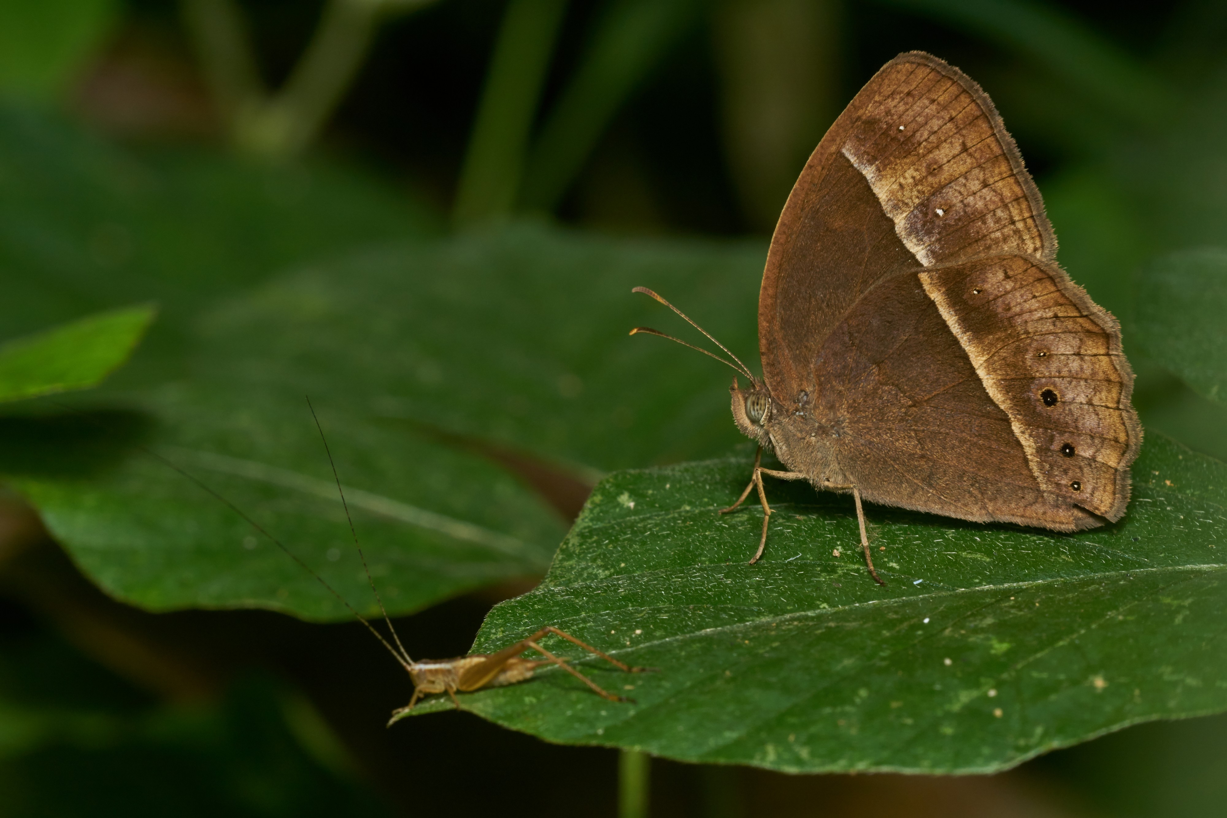 Mycalesis mineus-Kadavoor-2016-11-27-001