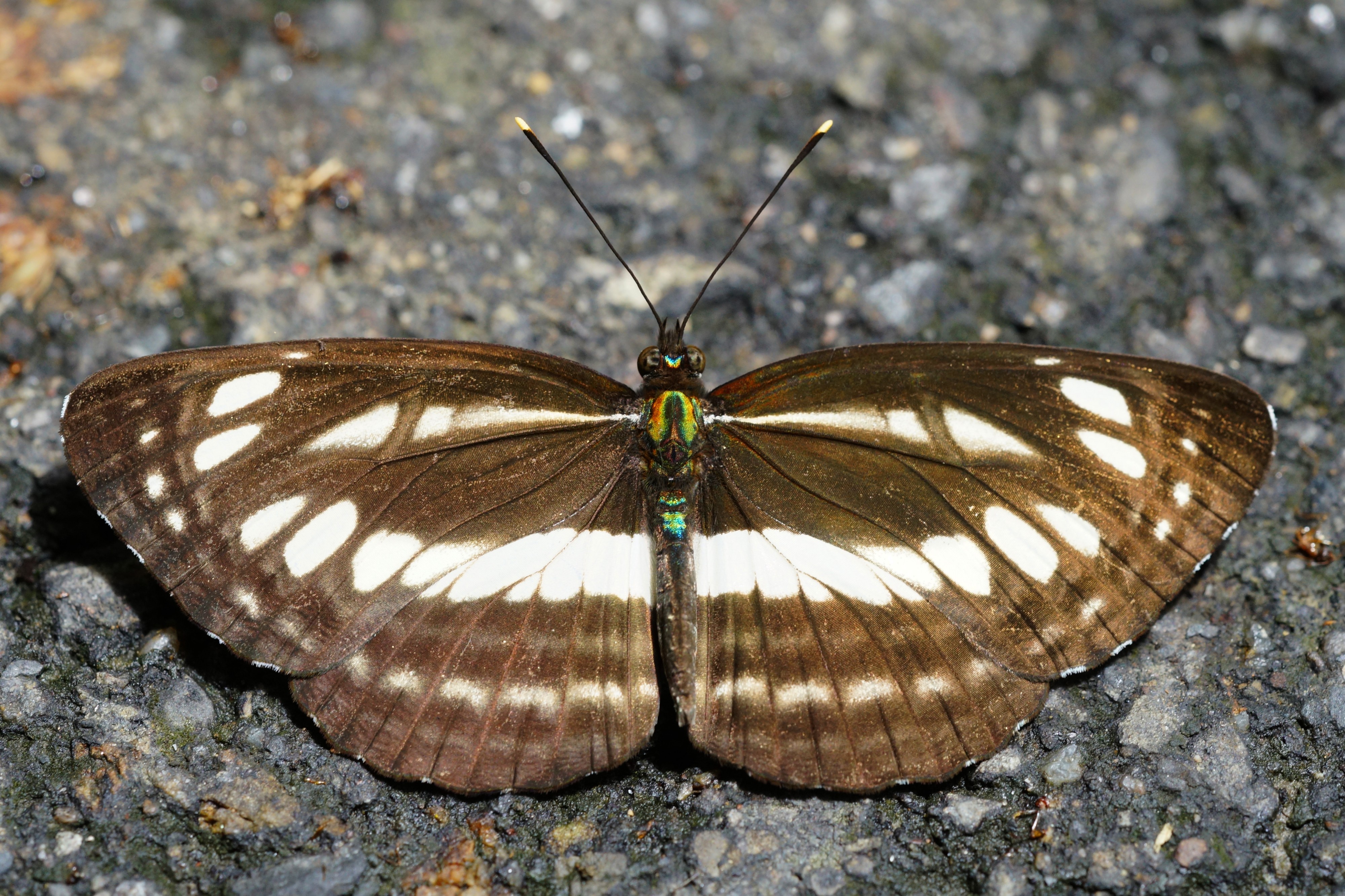 Neptis sappho formosana dorsal view 20130817