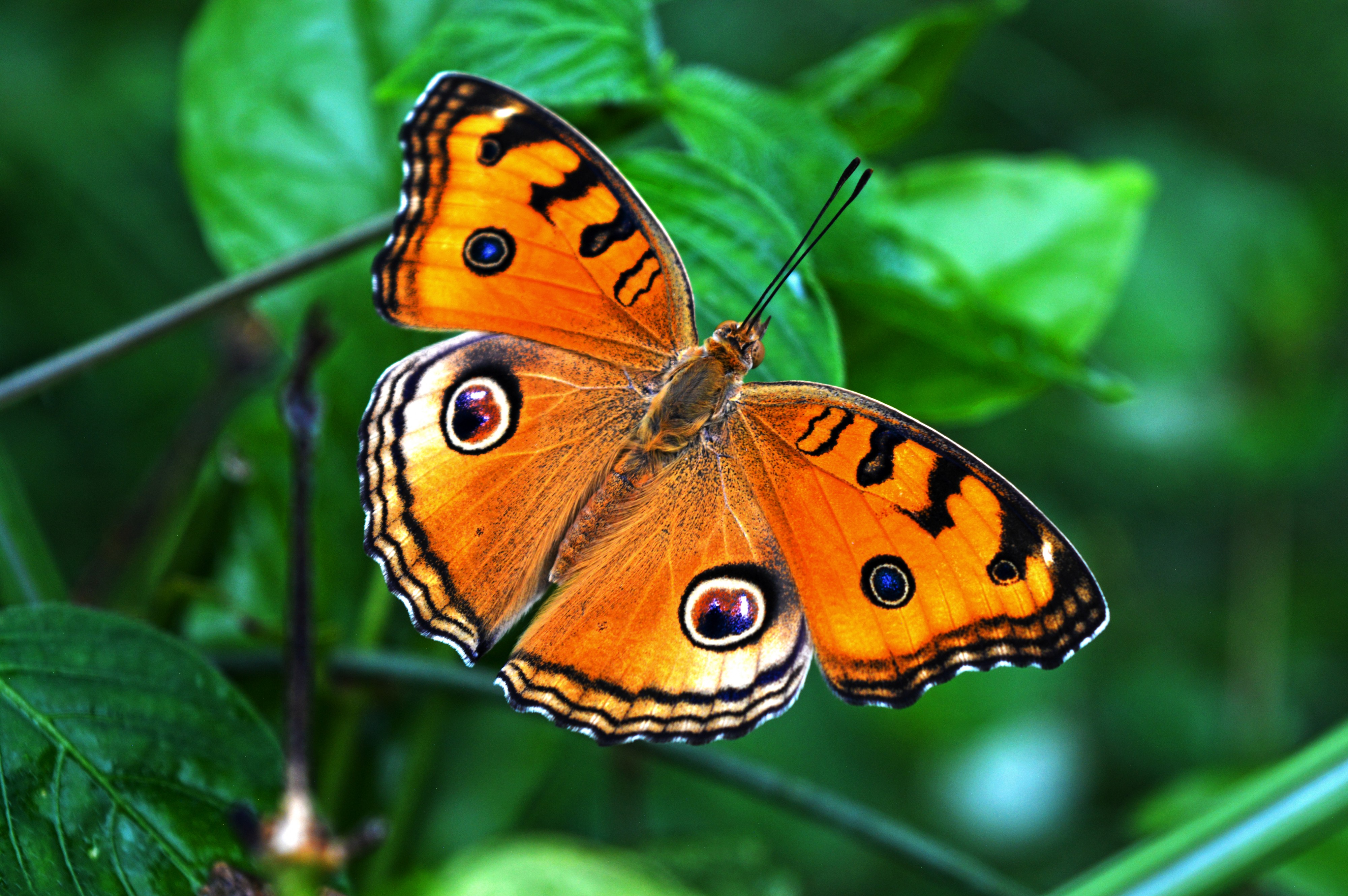 Orange Peacock