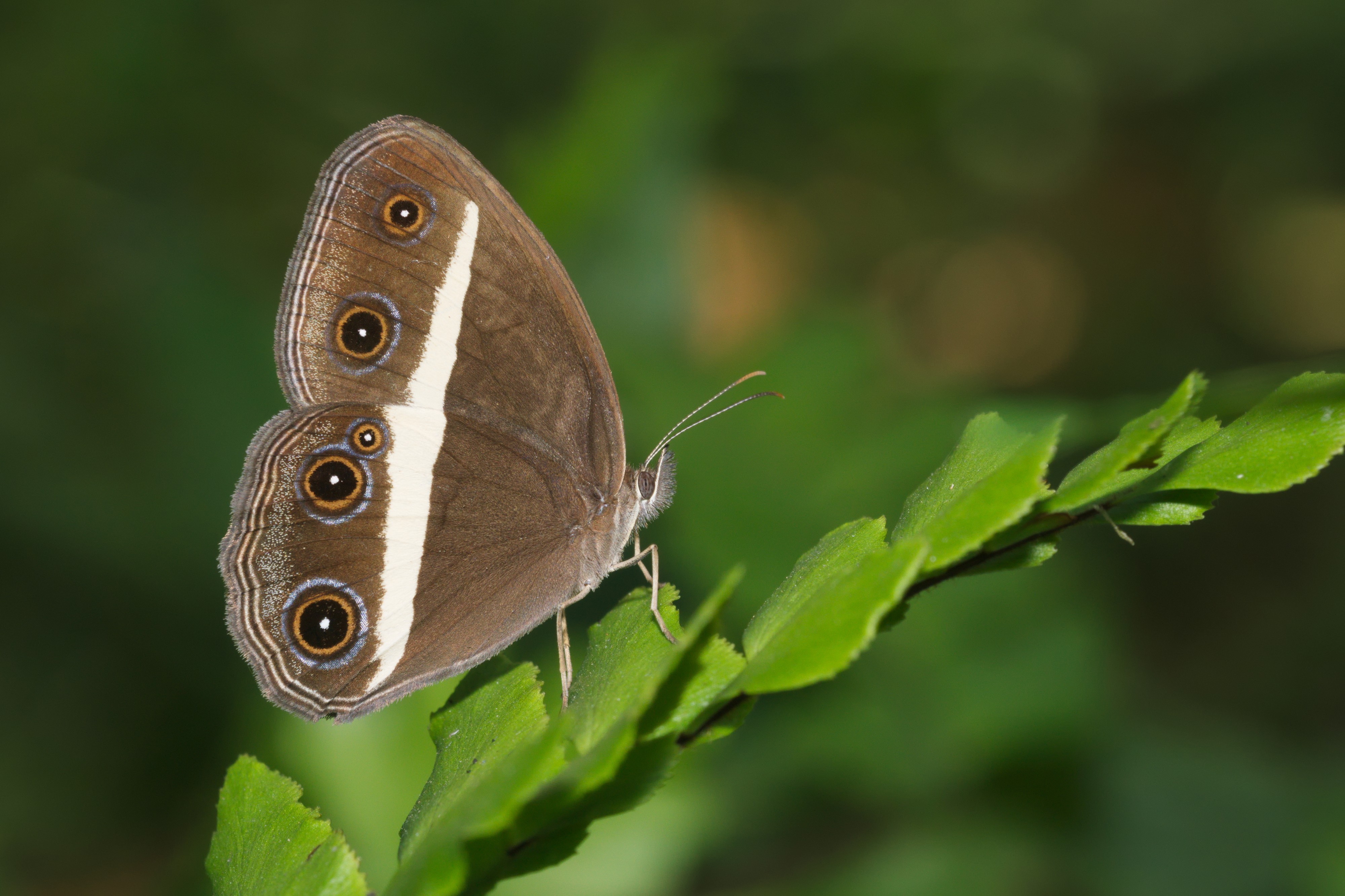 Orsotriaena medus mandata-Kadavoor-2016-02-06-001