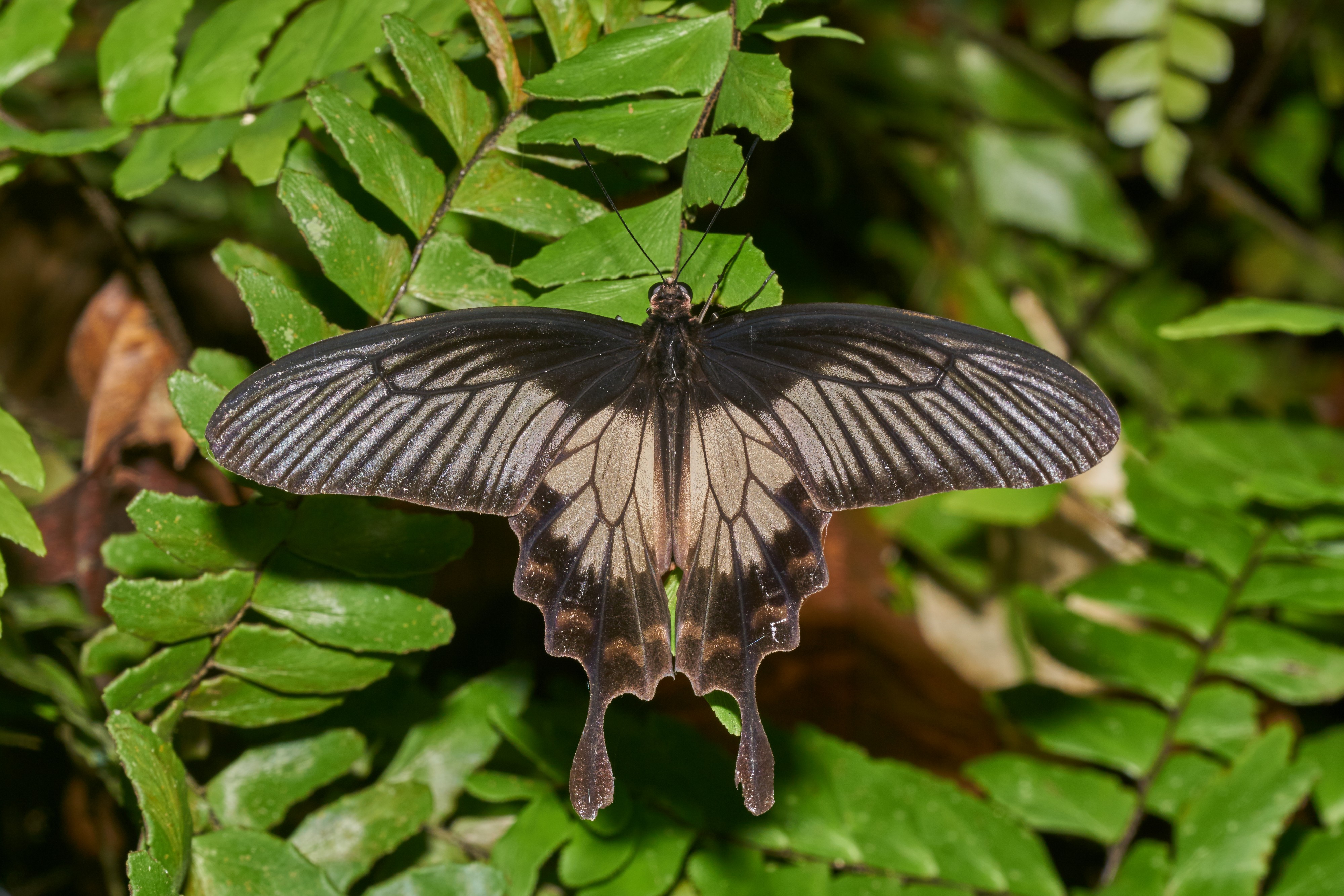 Pachliopta pandiyana-Kadavoor-2016-10-18-001