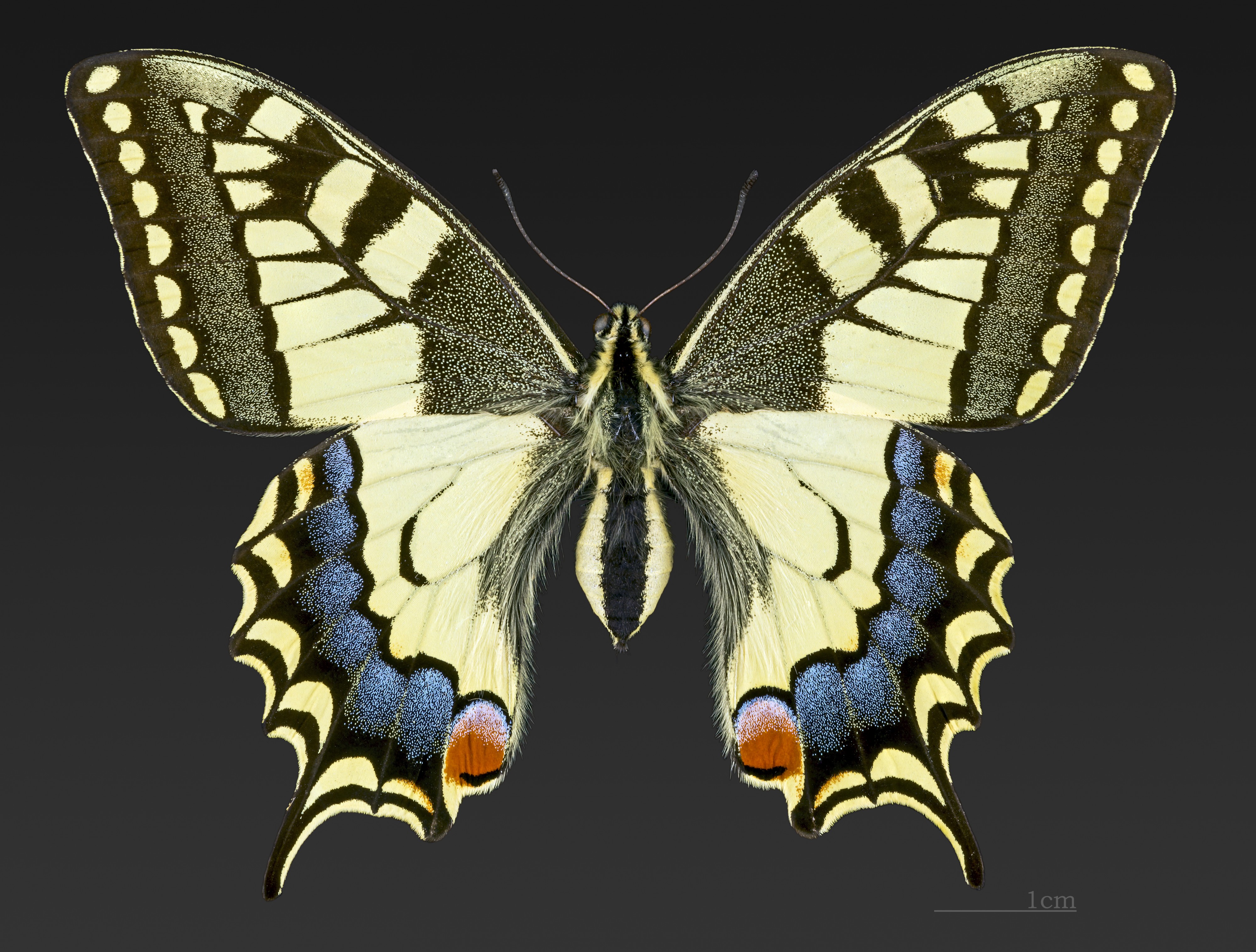 Papilio machaon MHNT CUT 2013 3 11 Cahors Female Dorsal