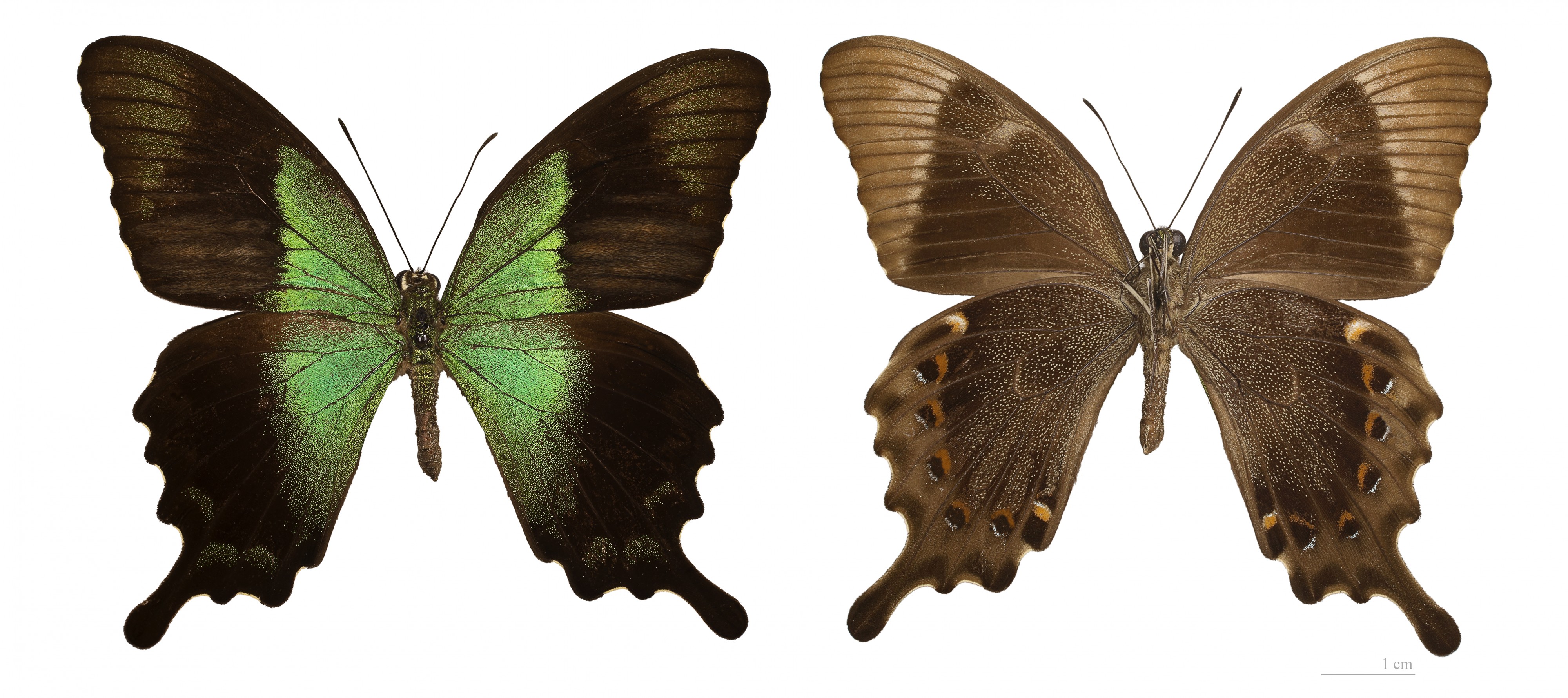 Papilio peranthus kangean MHNT