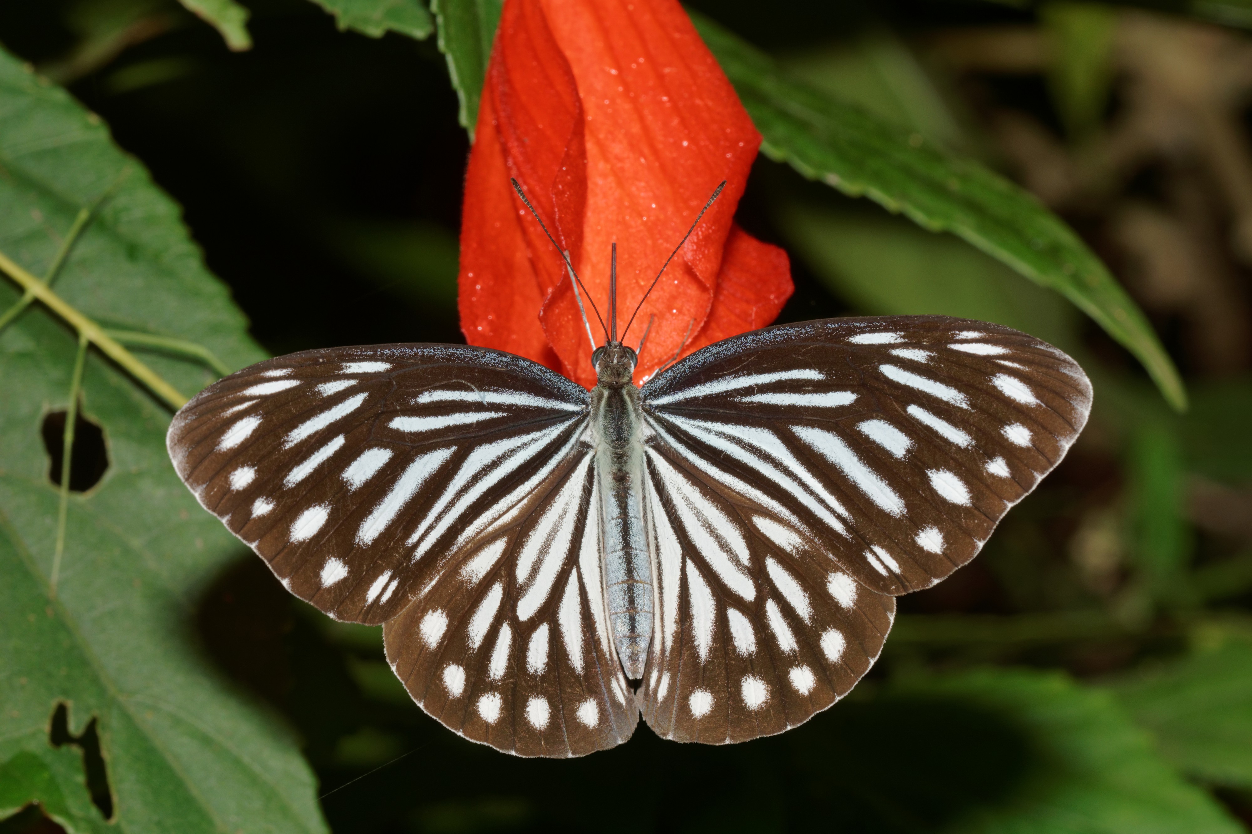 Pareronia hippia-Silent Valley-2016-08-15-001