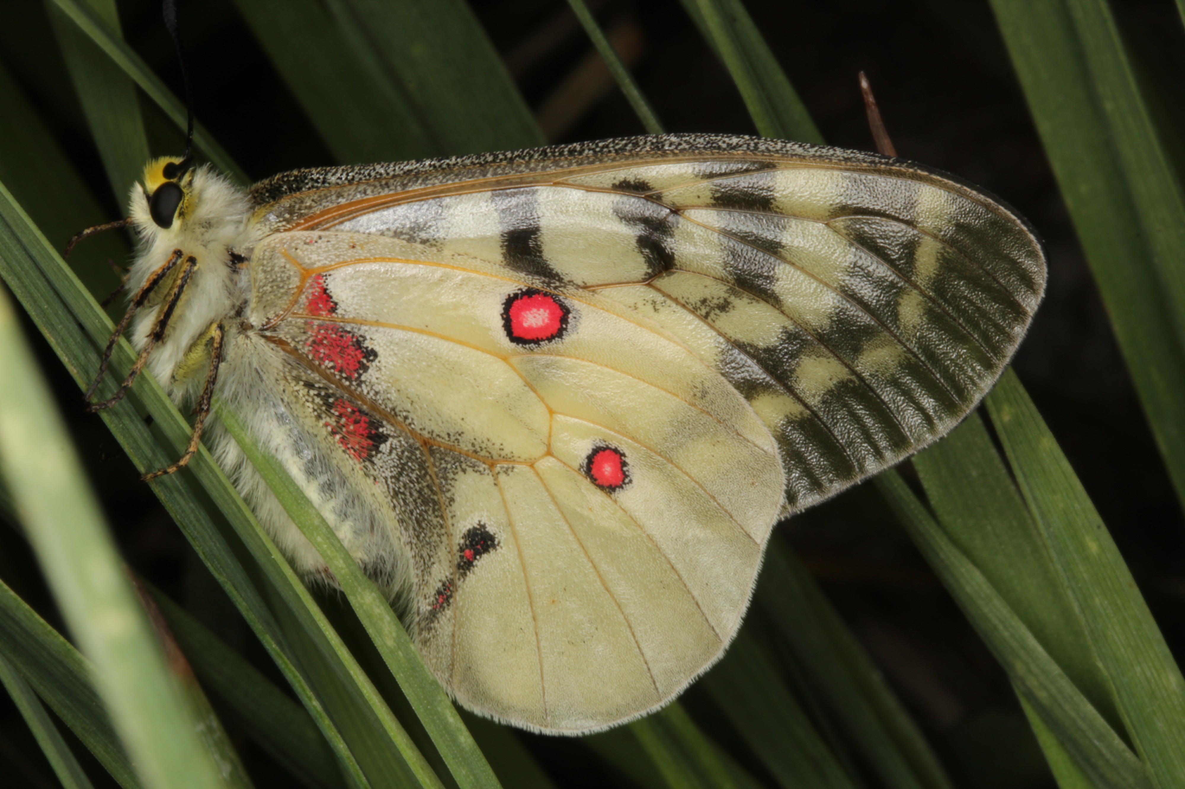 Parnassian Butterfly (10333920574)