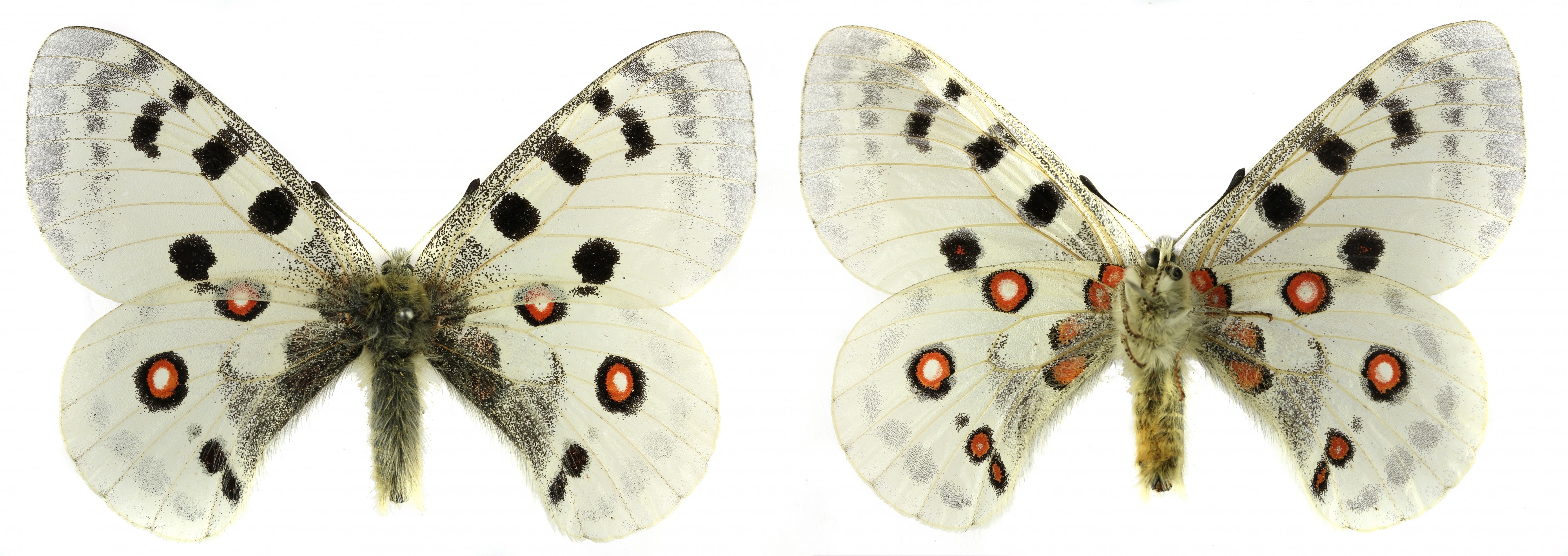 Parnassius apollo SLU