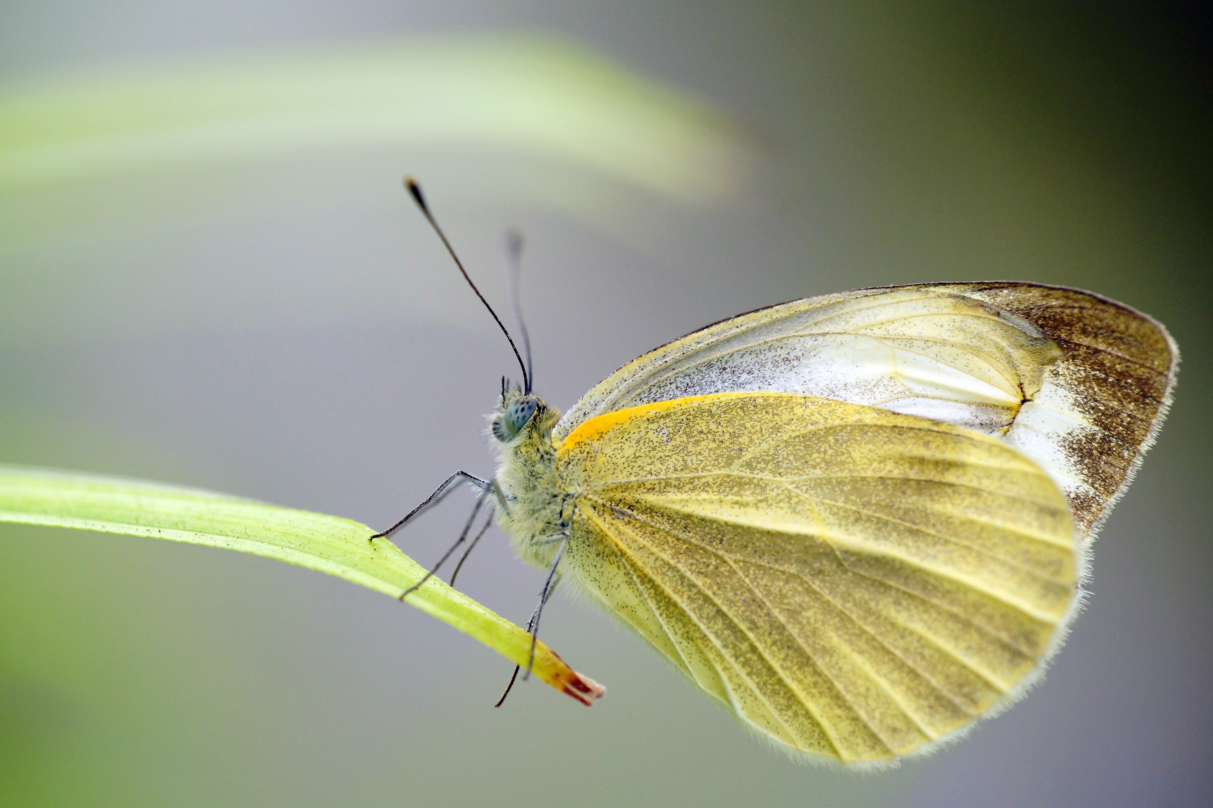 Pieris 20130317