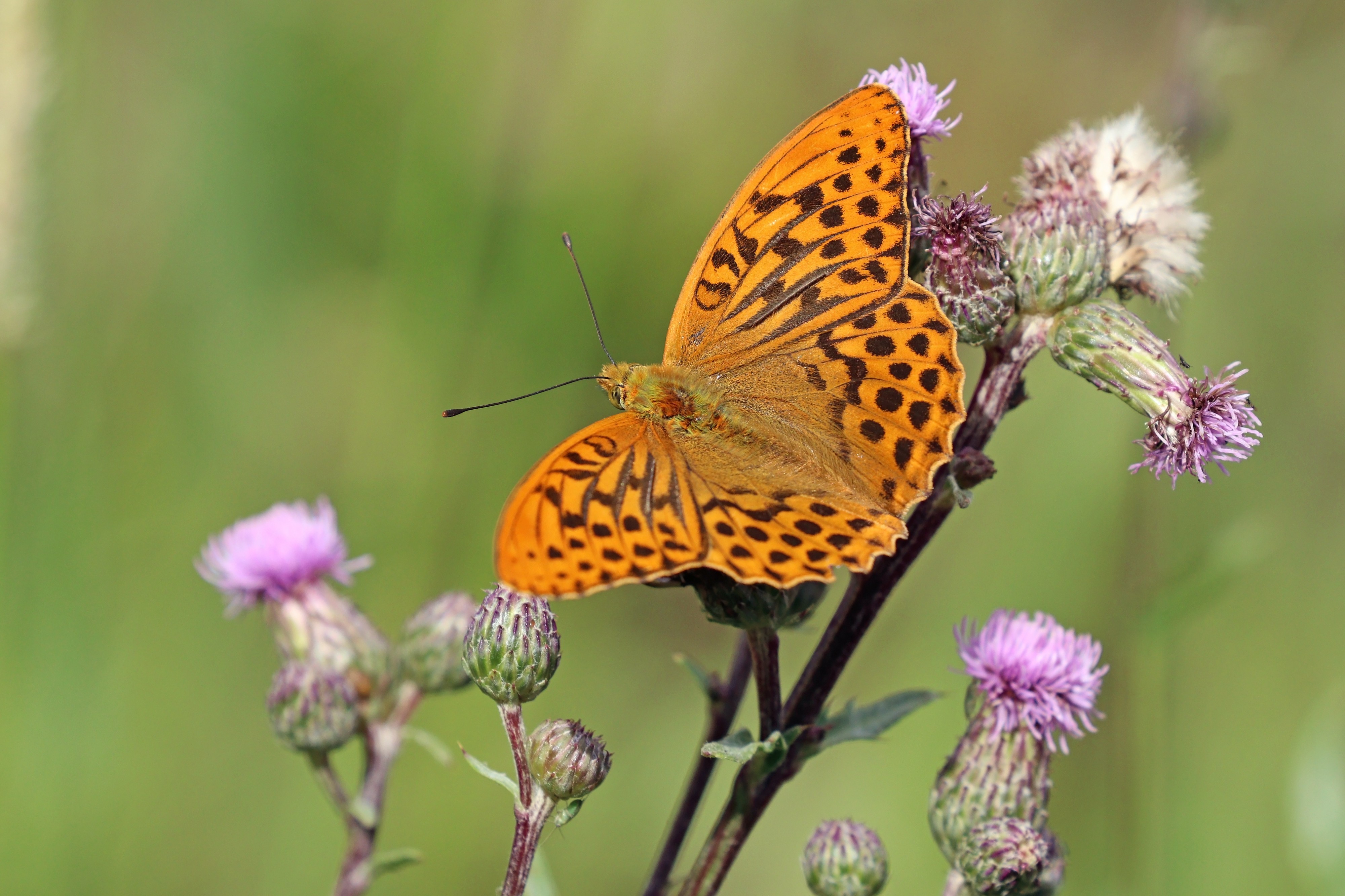 Silver-washed fritillary (Argynnis paphia) Sweden