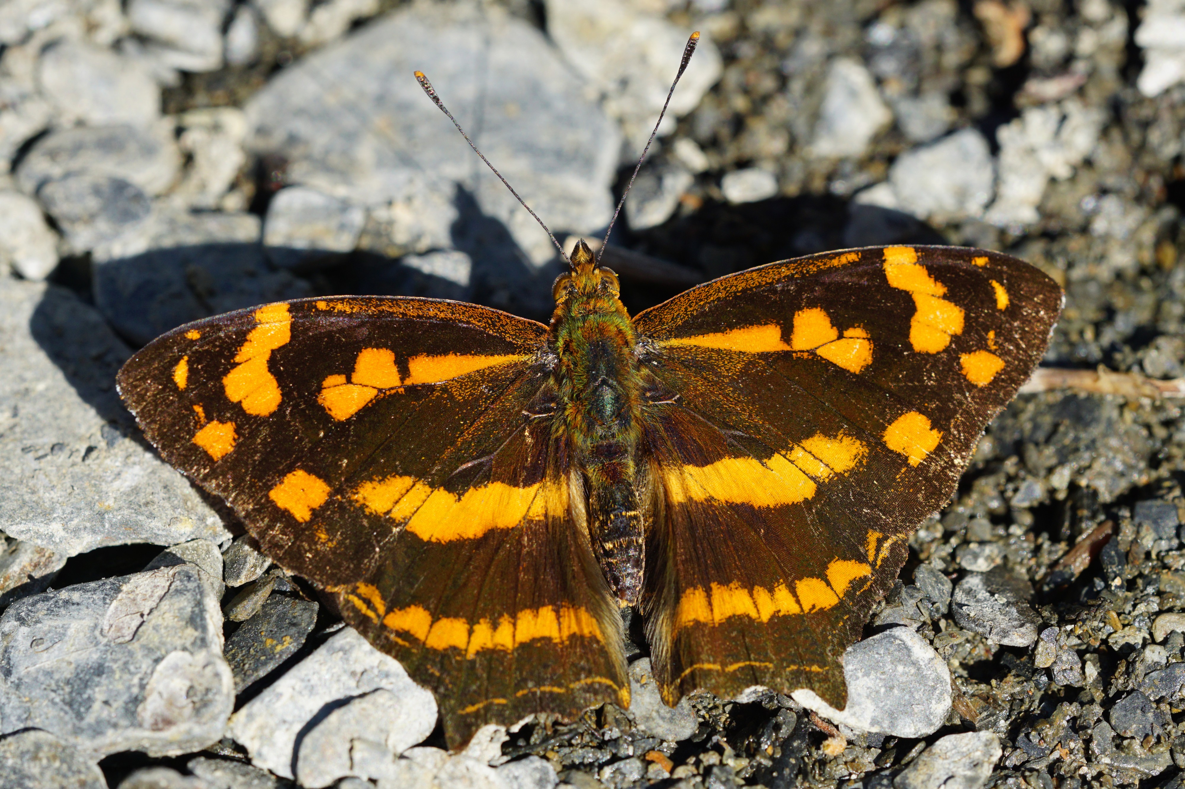 Symbrenthia lilaea formosanus dorsal view 20150214
