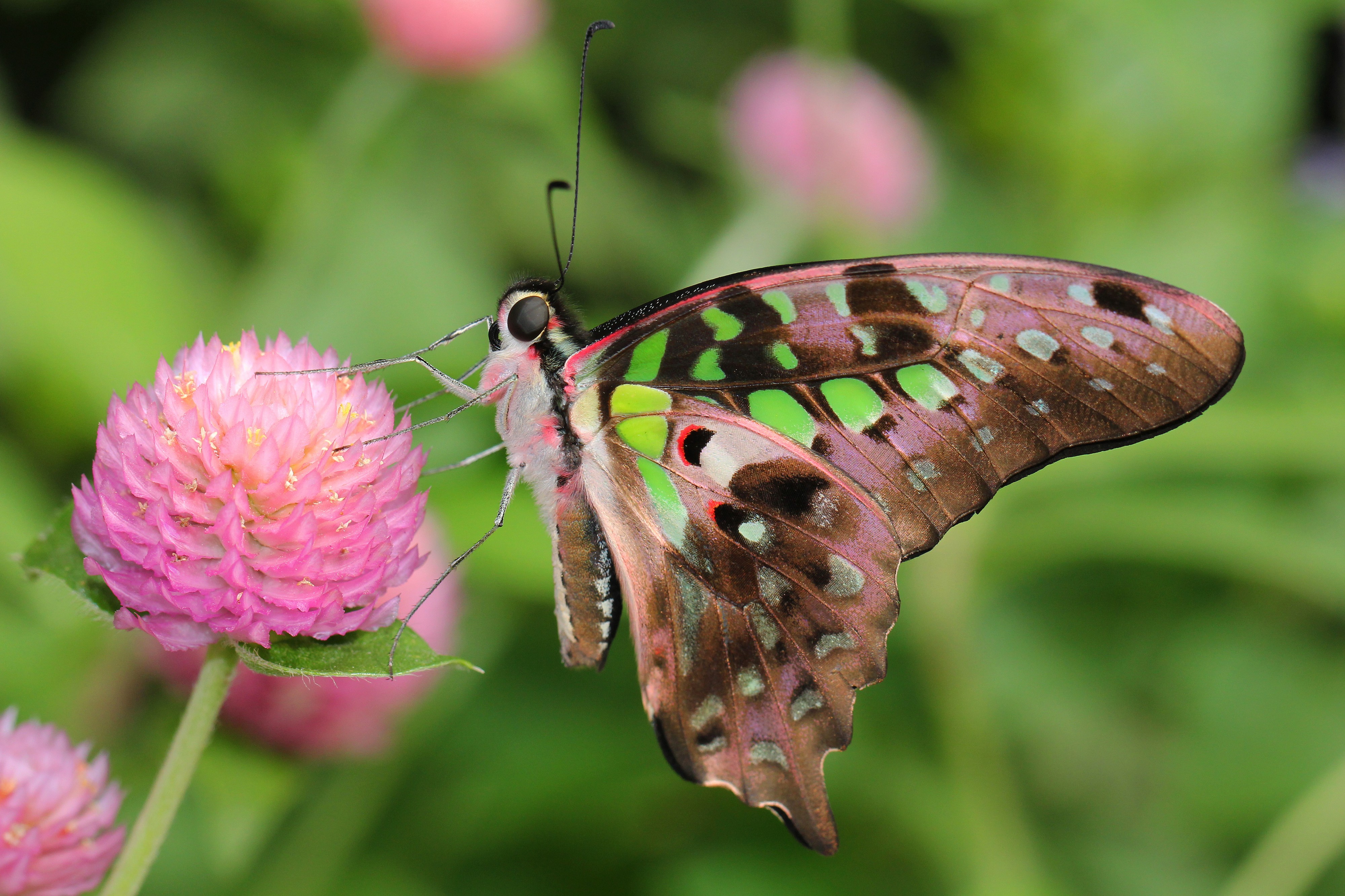Tailed Jay - Graphium agamemnon, Brookside Gardens