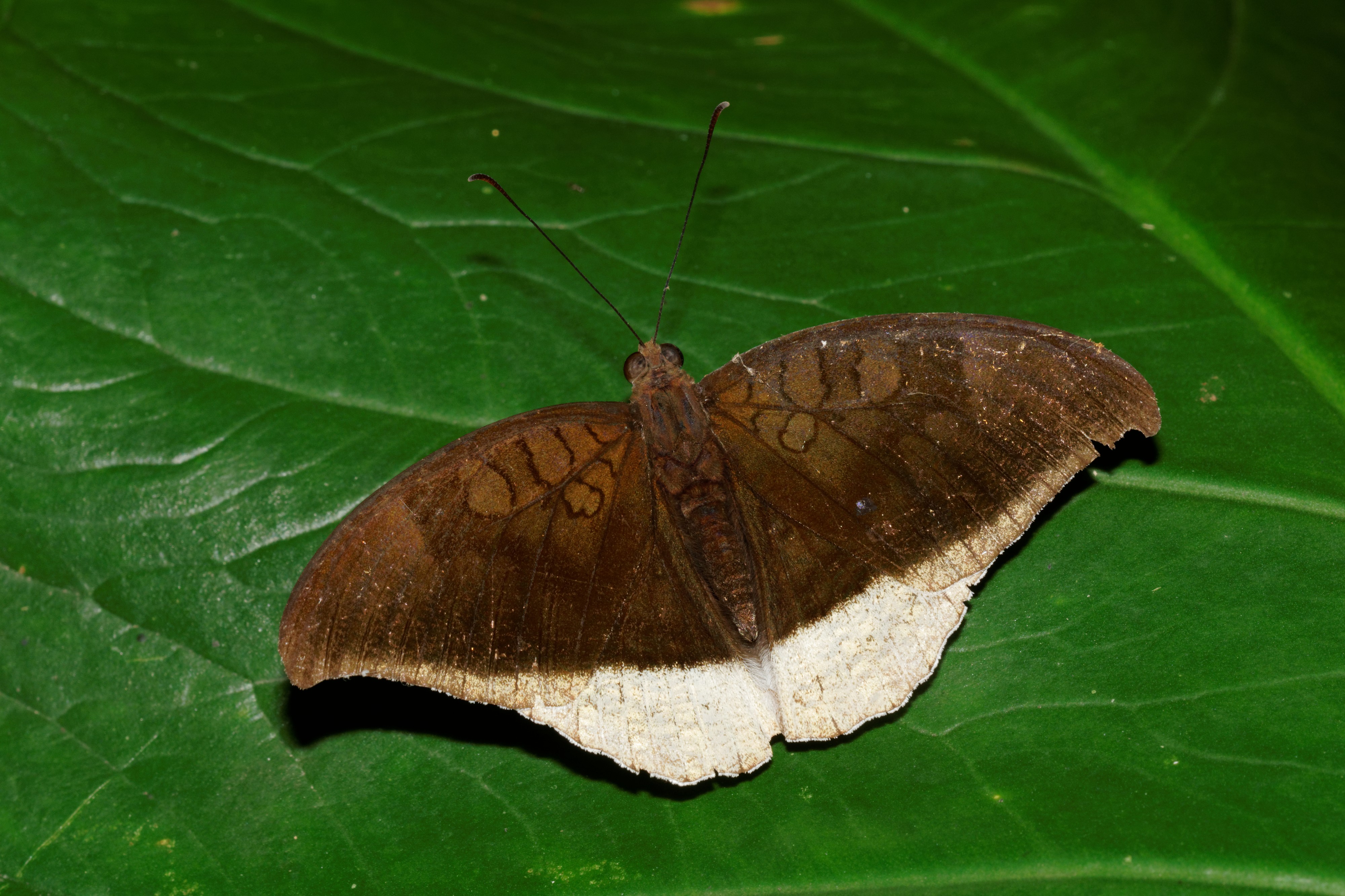 Tanaecia lepidea-Kadavoor-2016-07-30-001