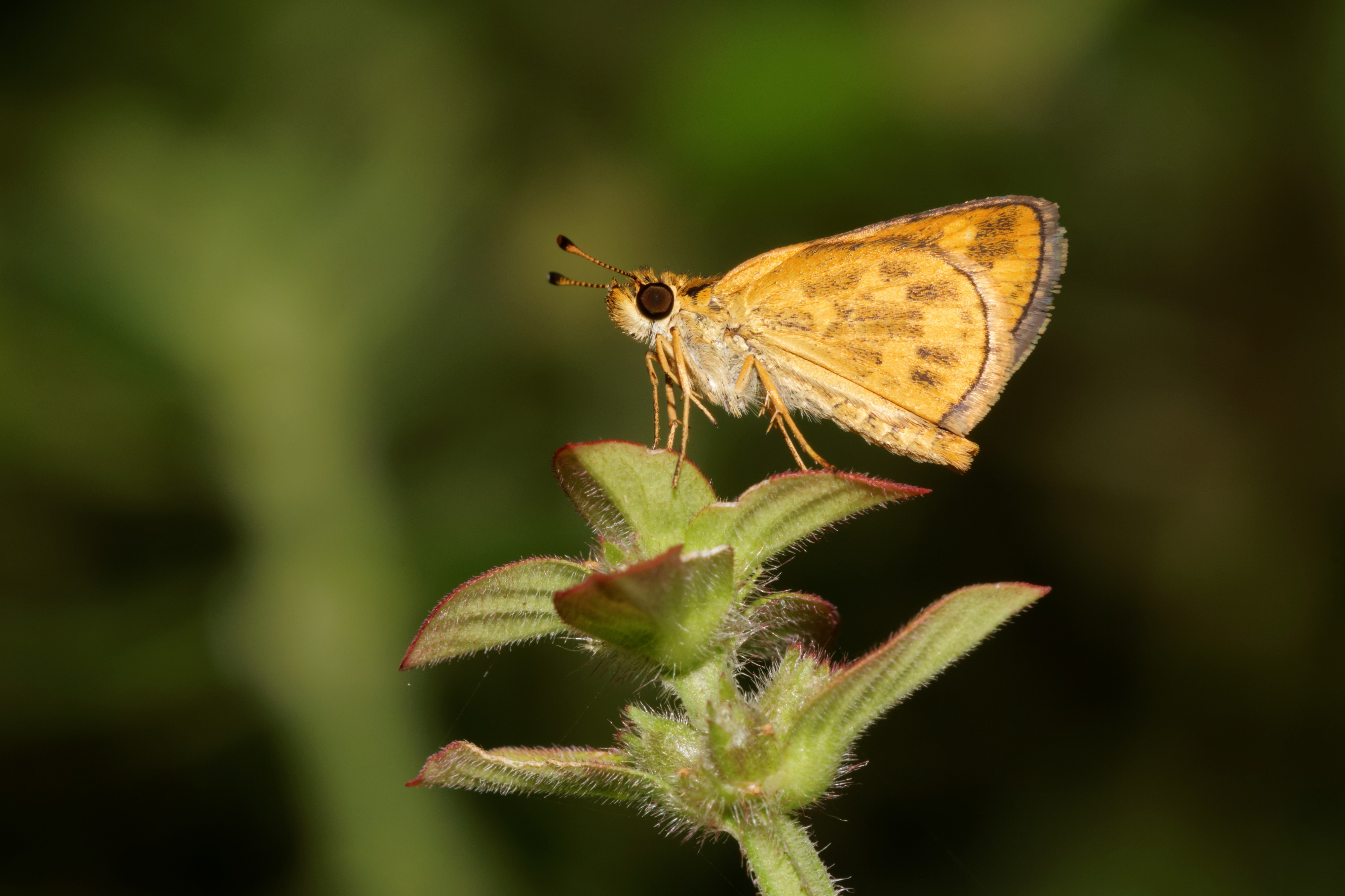 Taractrocera ceramas-Kadavoor-2016-09-07-001