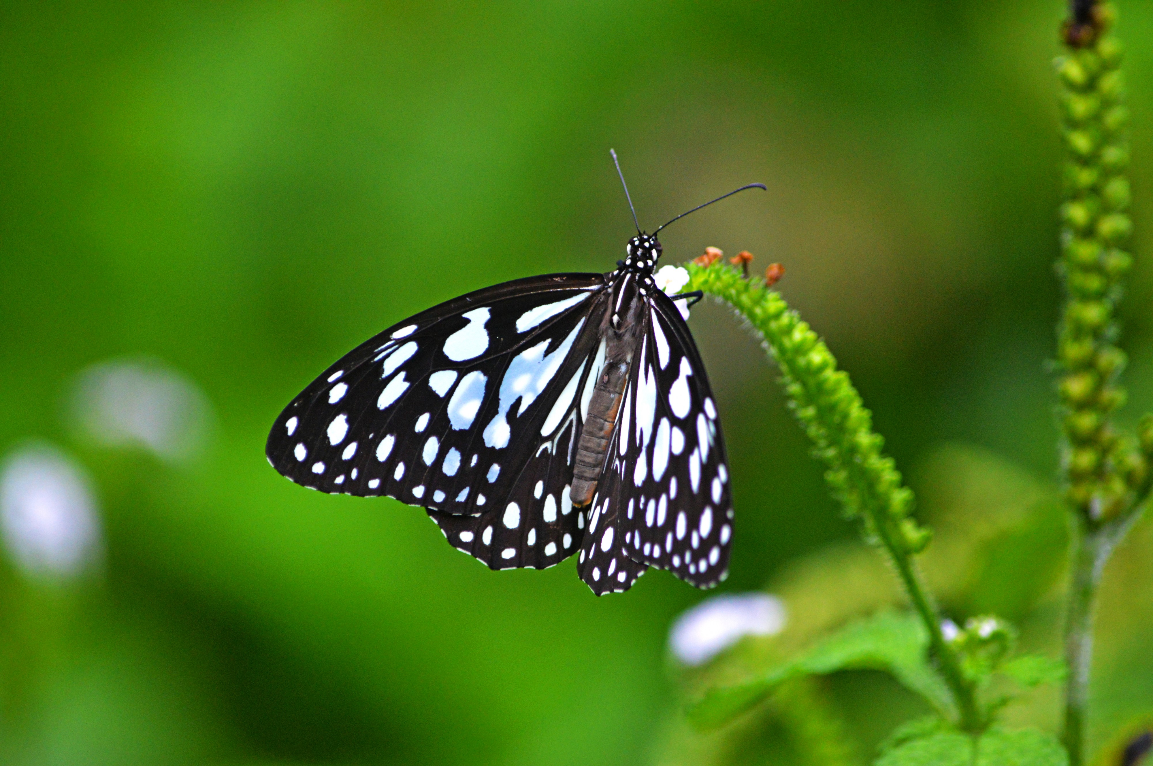 The blue tiger