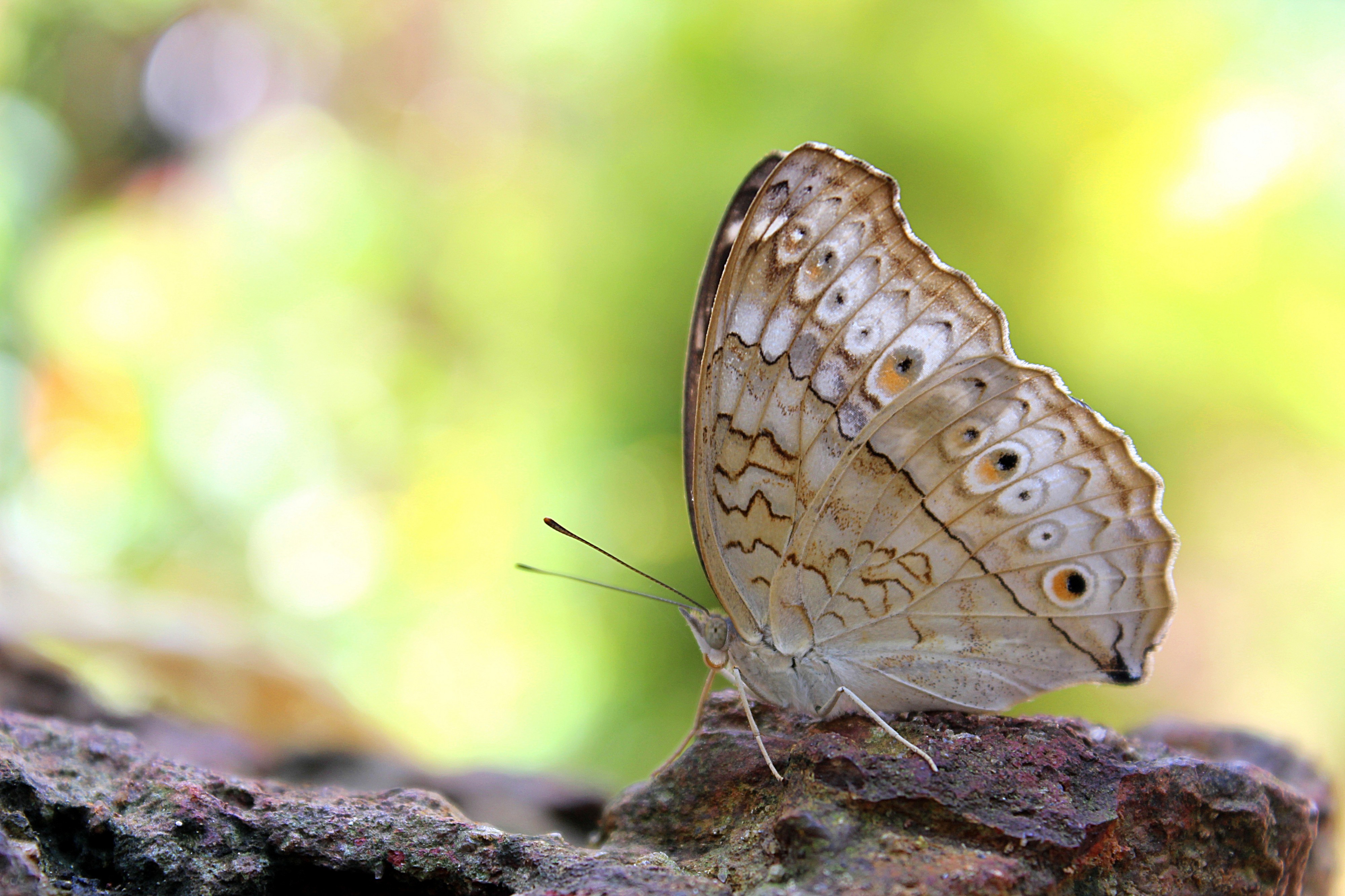 The gray pansy Butterfly