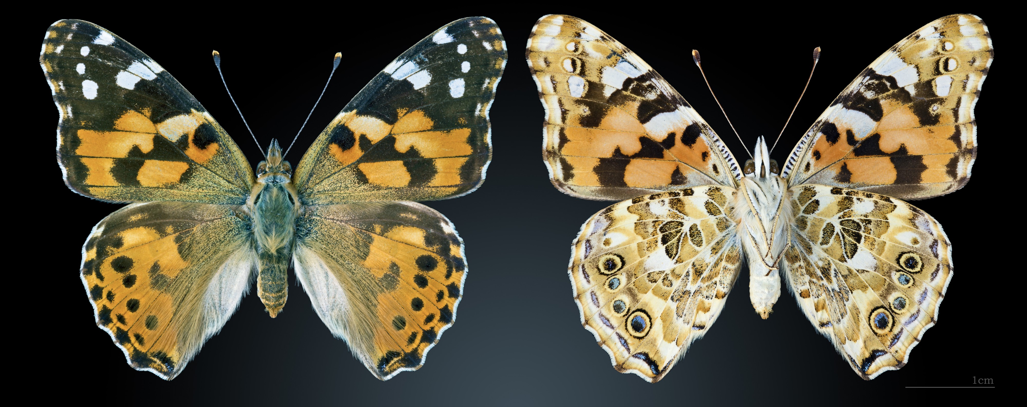Vanessa cardui MHNT CUT 2013 3 14 Pontfaverger-Moronvilliers