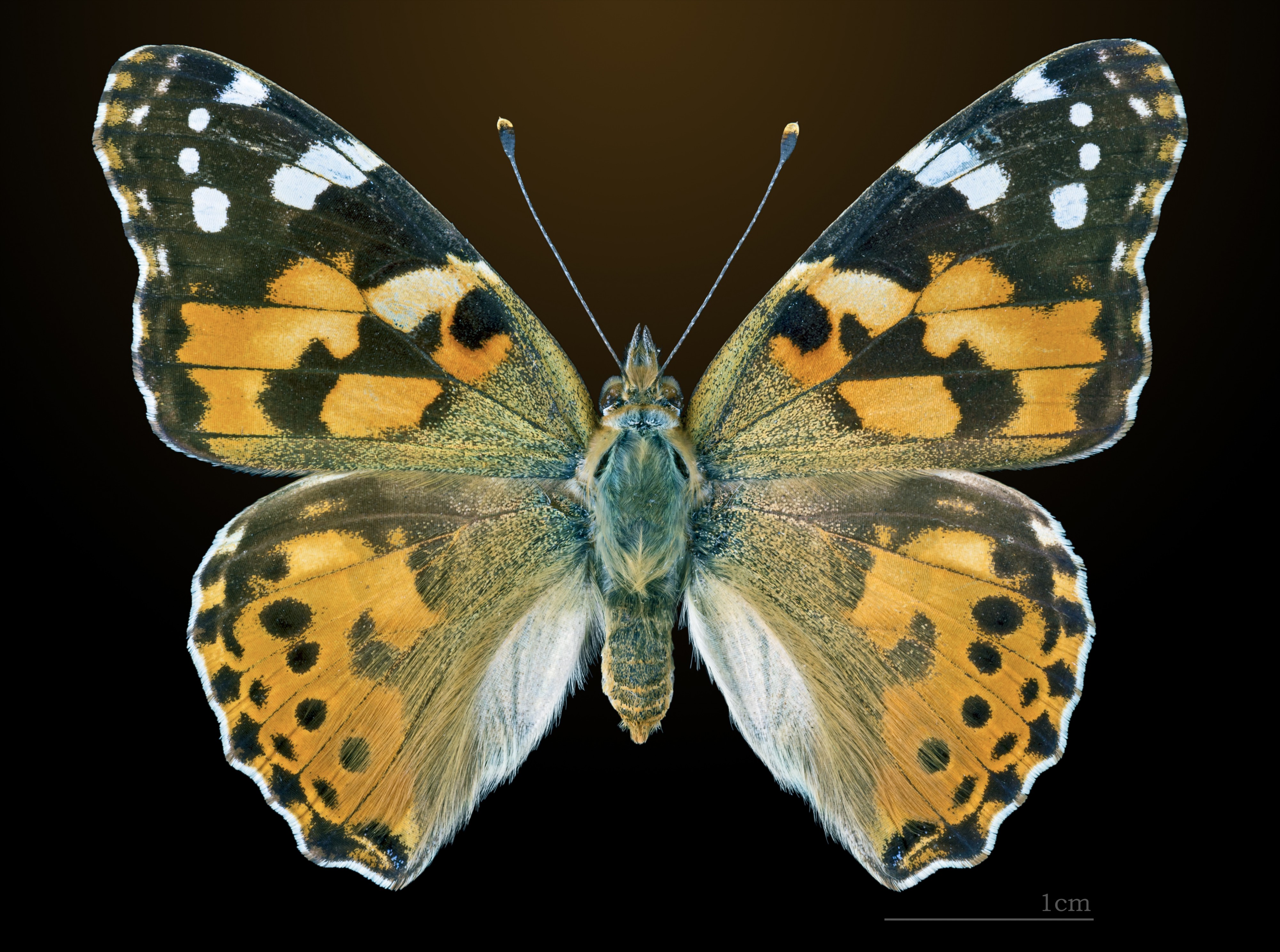 Vanessa cardui MHNT CUT 2013 3 14 Pontfaverger-Moronvilliers Dos