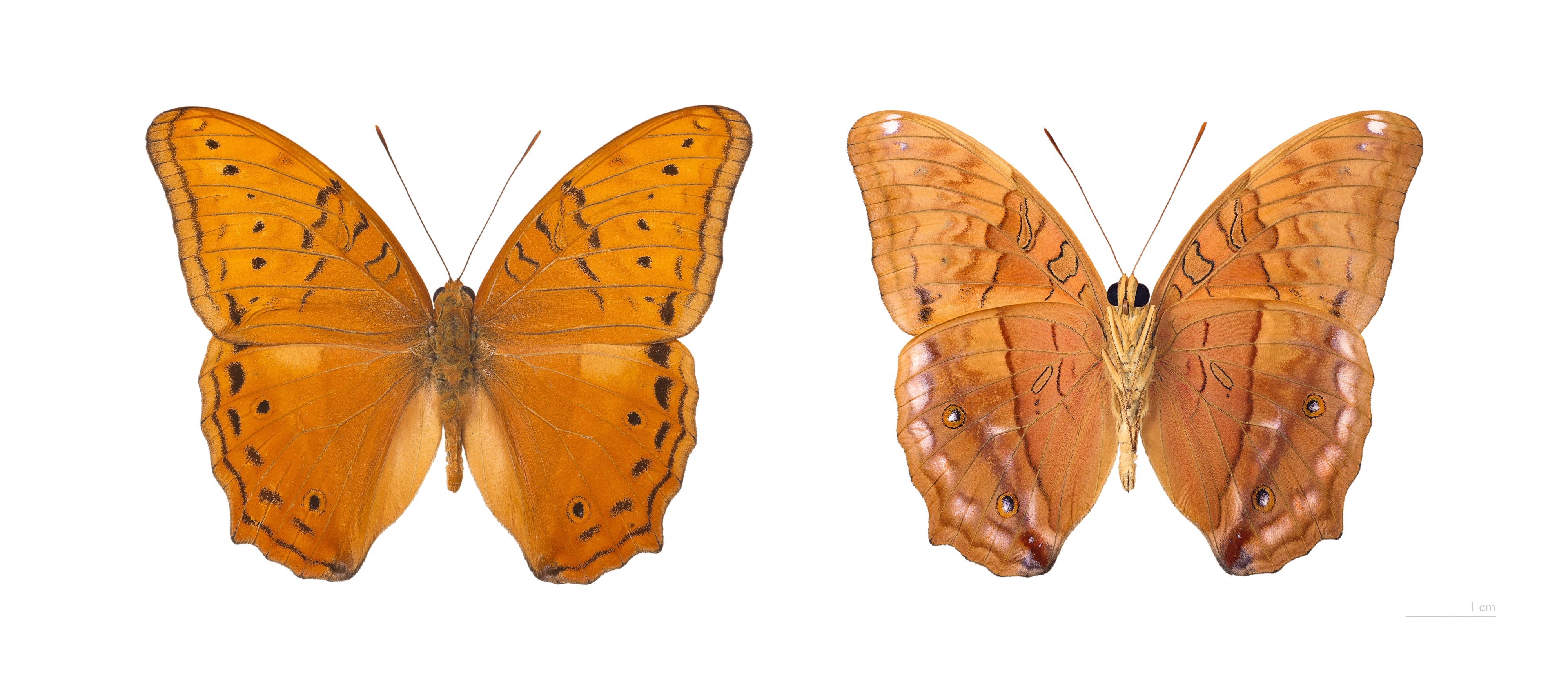 Vindula arsinoe ada MHNT