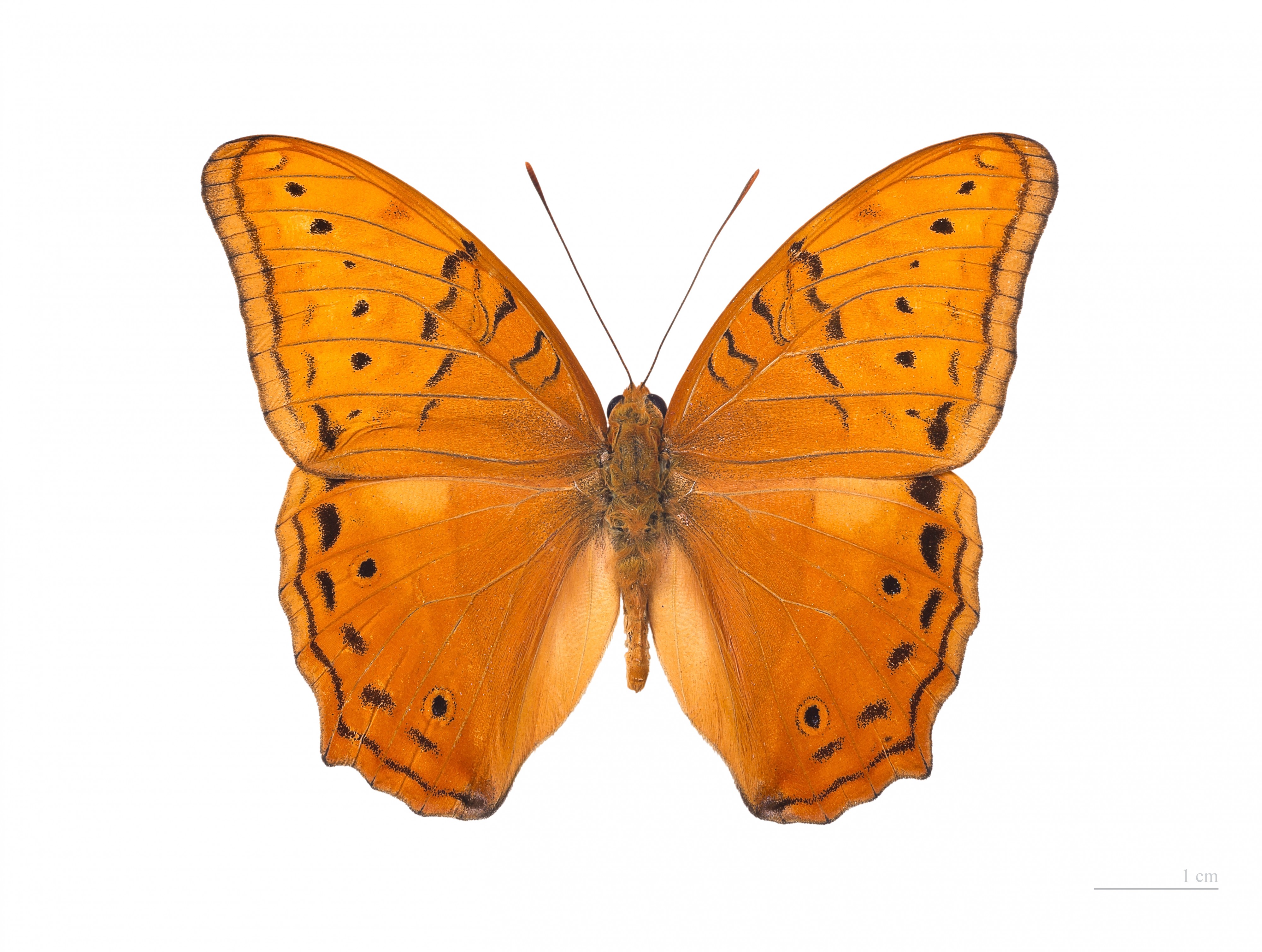 Vindula arsinoe ada MHNT dos