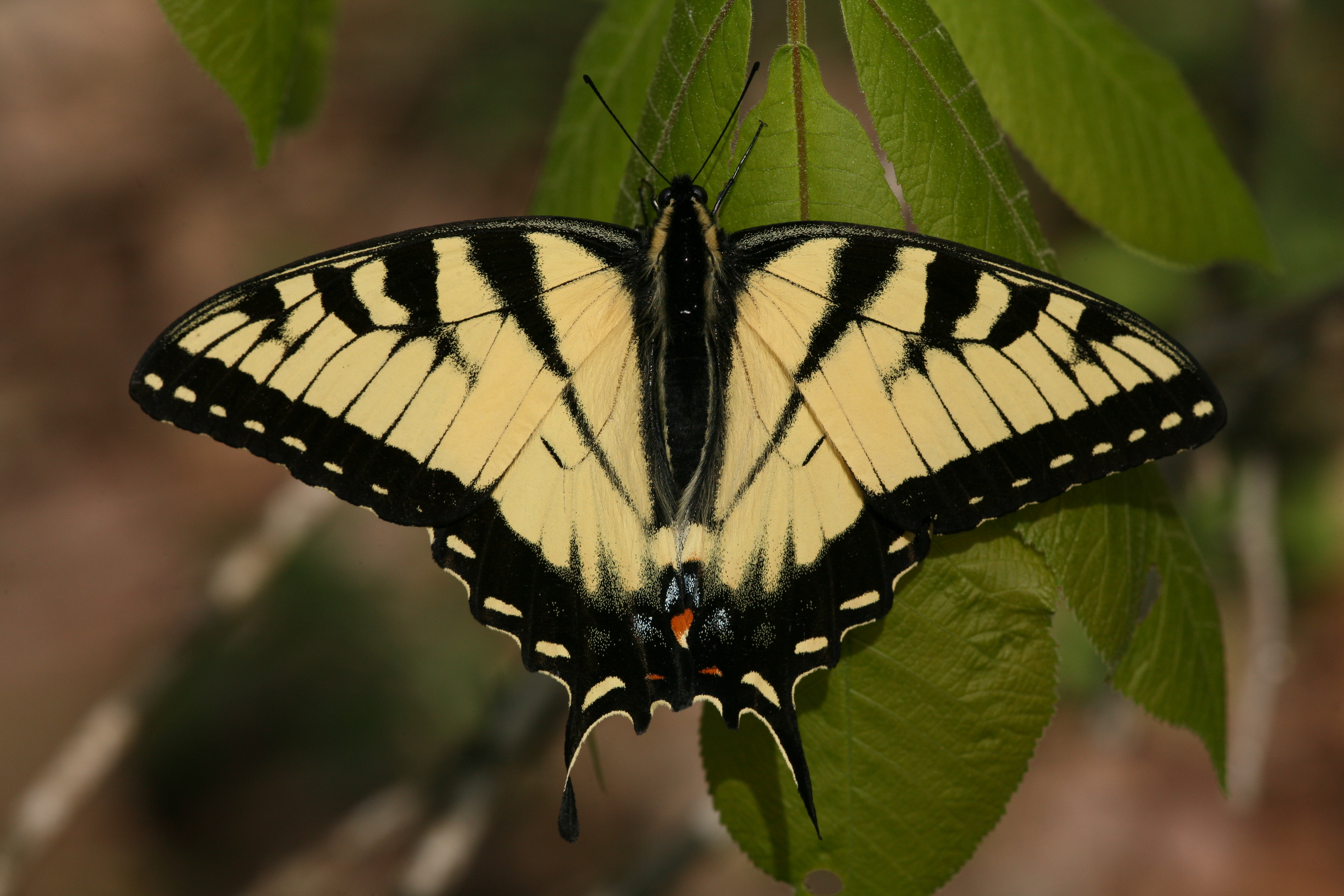 Tiger Swallowtail