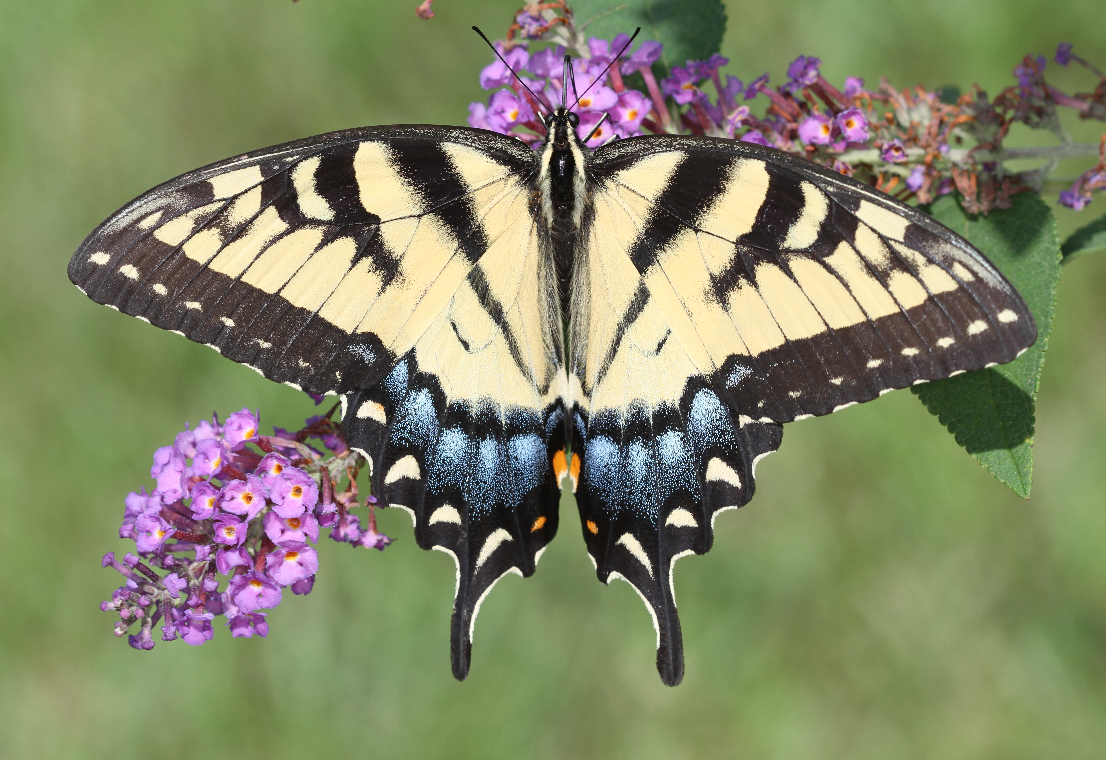 Tiger Swallowtail (16751188938)