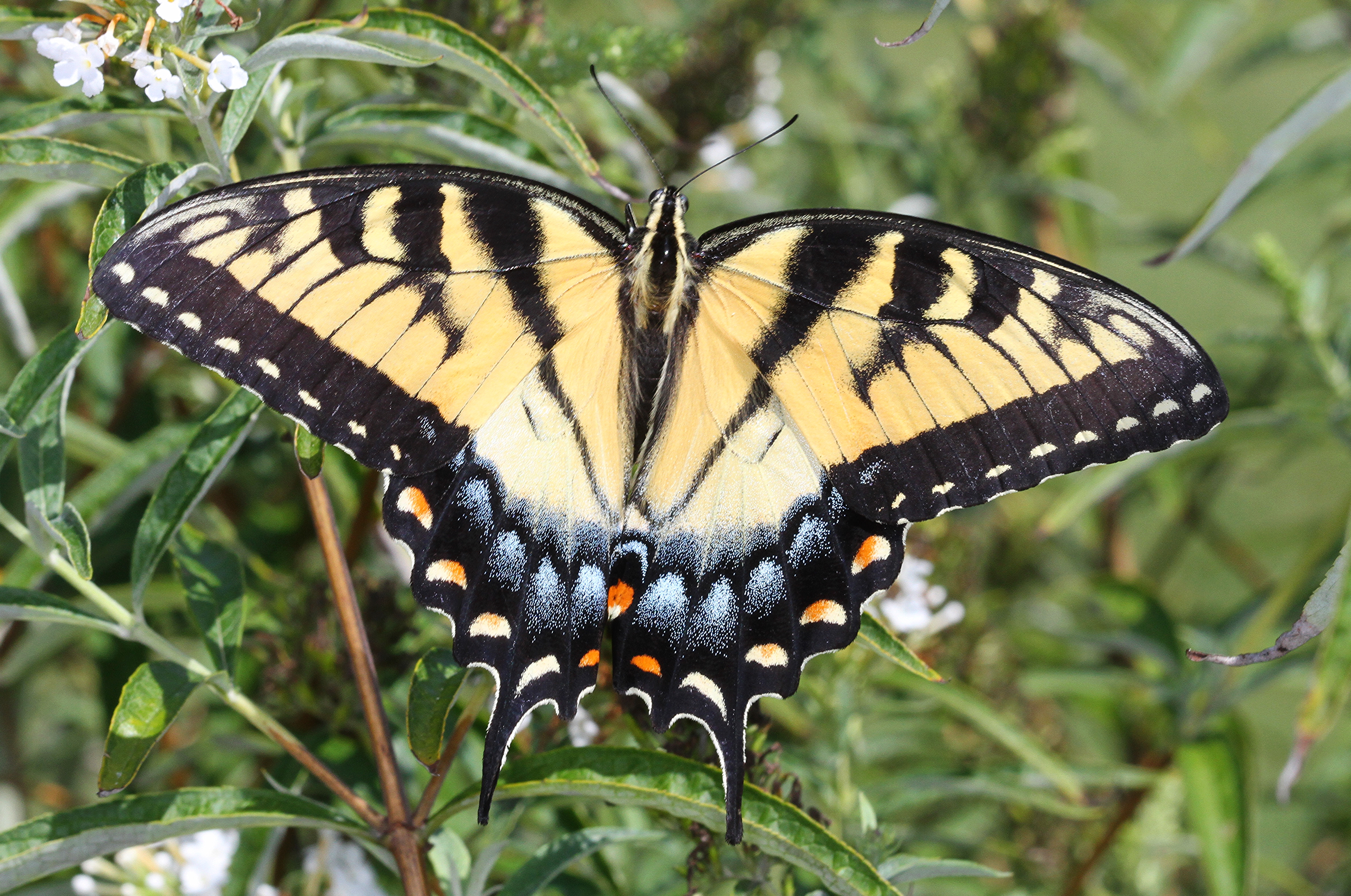 Tiger Swallowtail (21396586666)