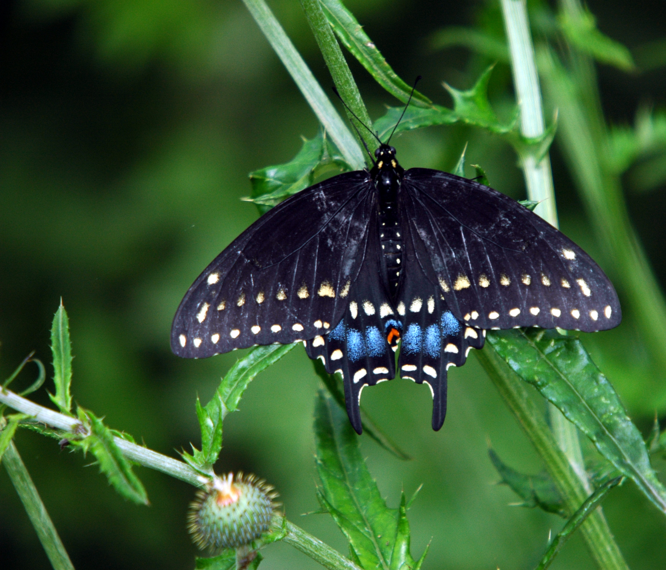 Tiger Swallowtail (460890171)