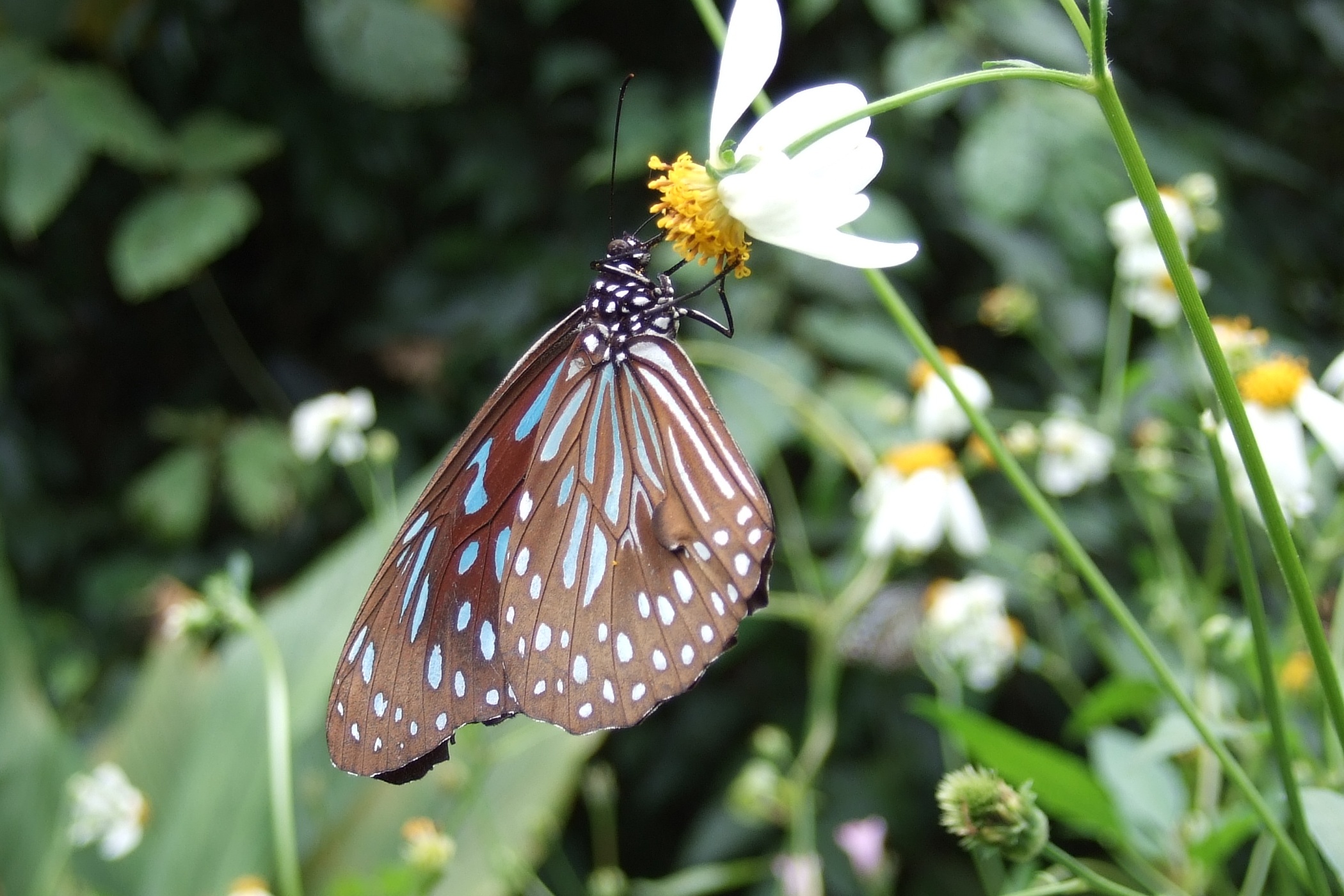 Tirumala septentronis