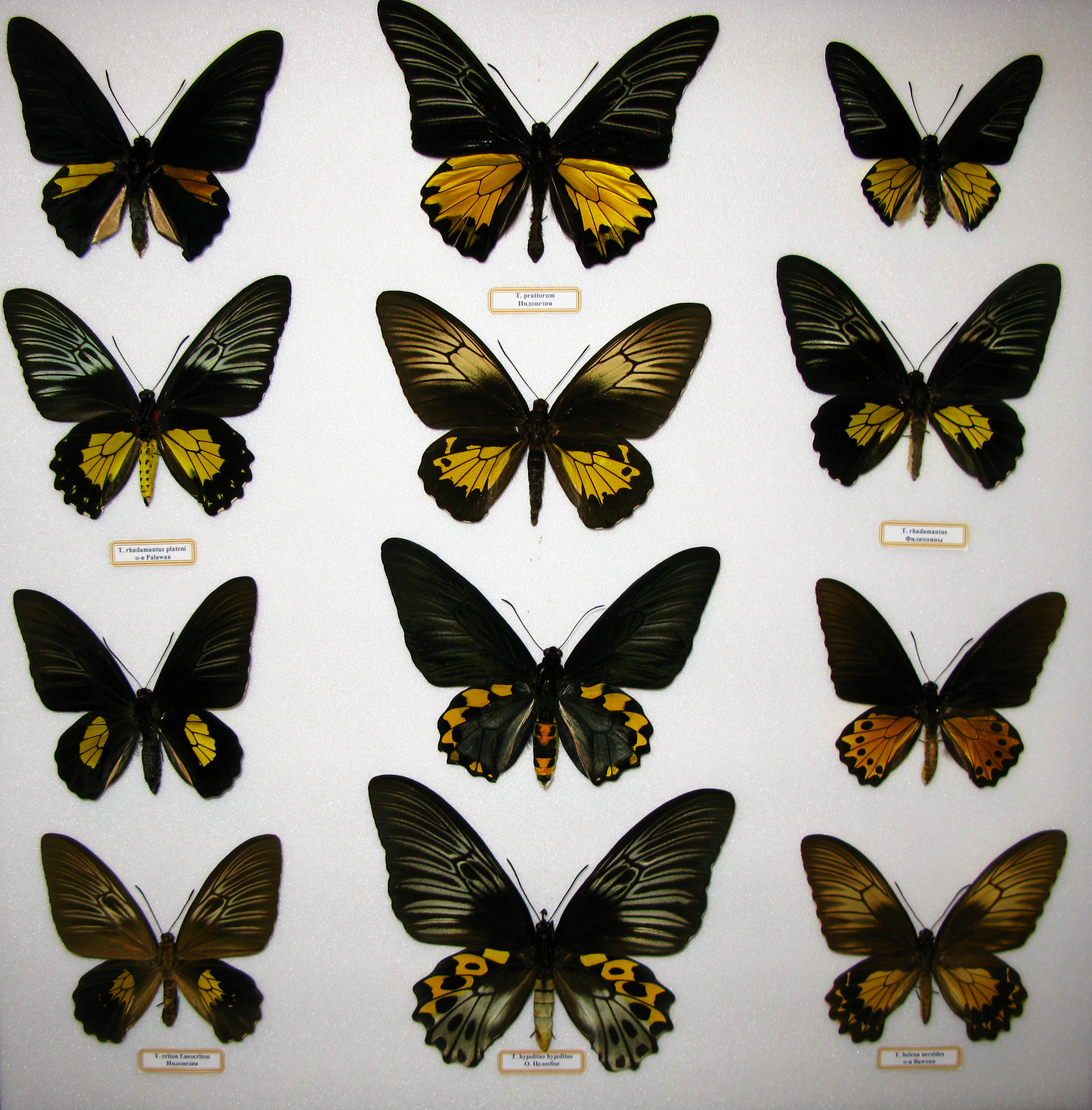 Troides collection