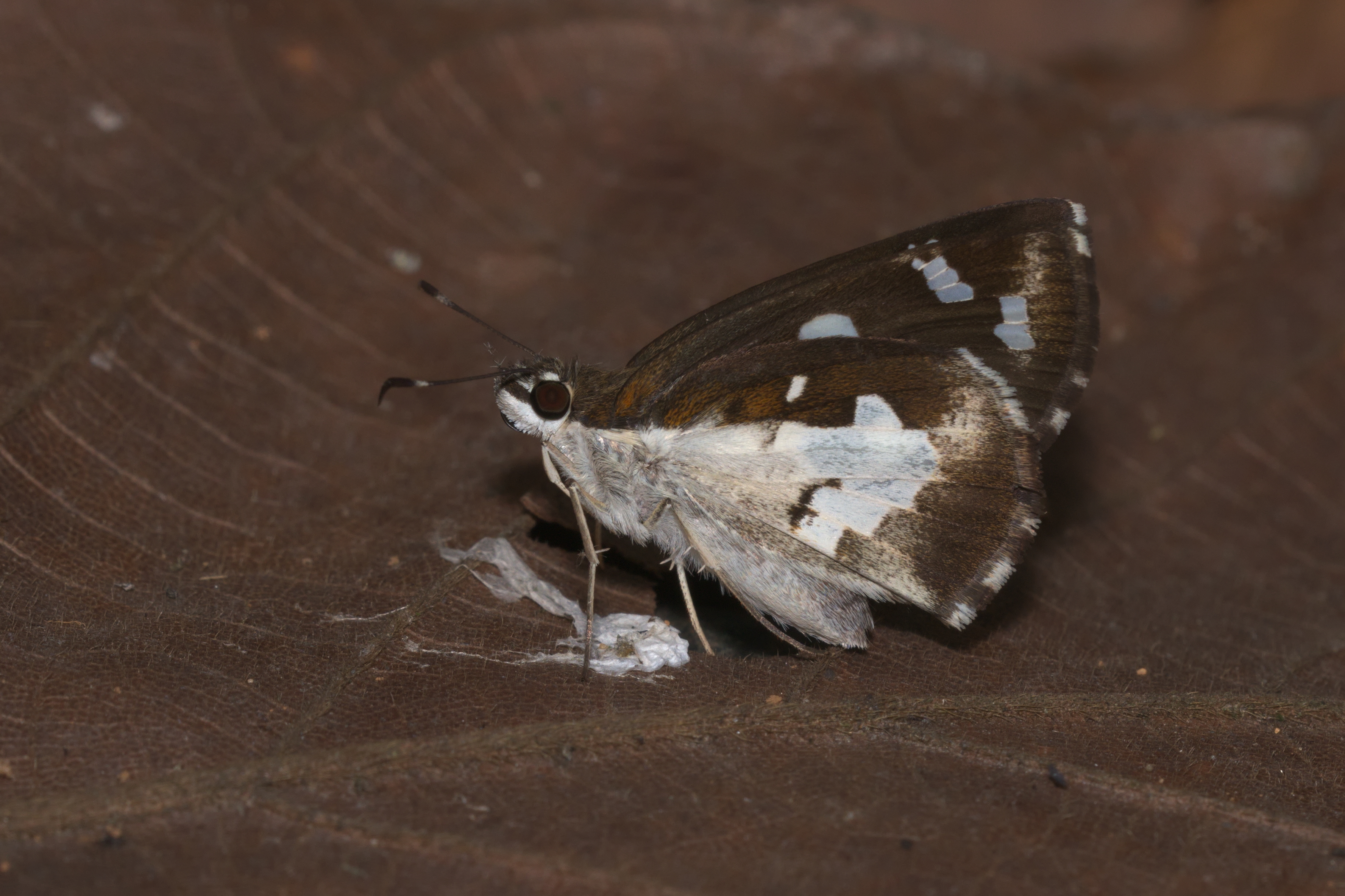 Udaspes folus-Kadavoor-2016-04-12-001