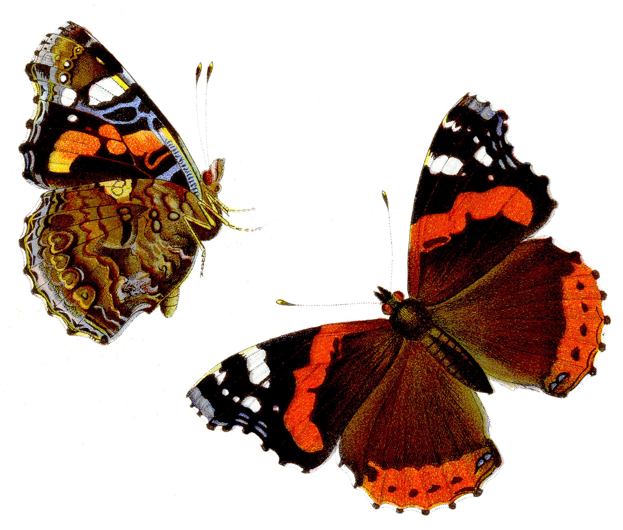 Vanessa atalanta - Admiral (illustration)