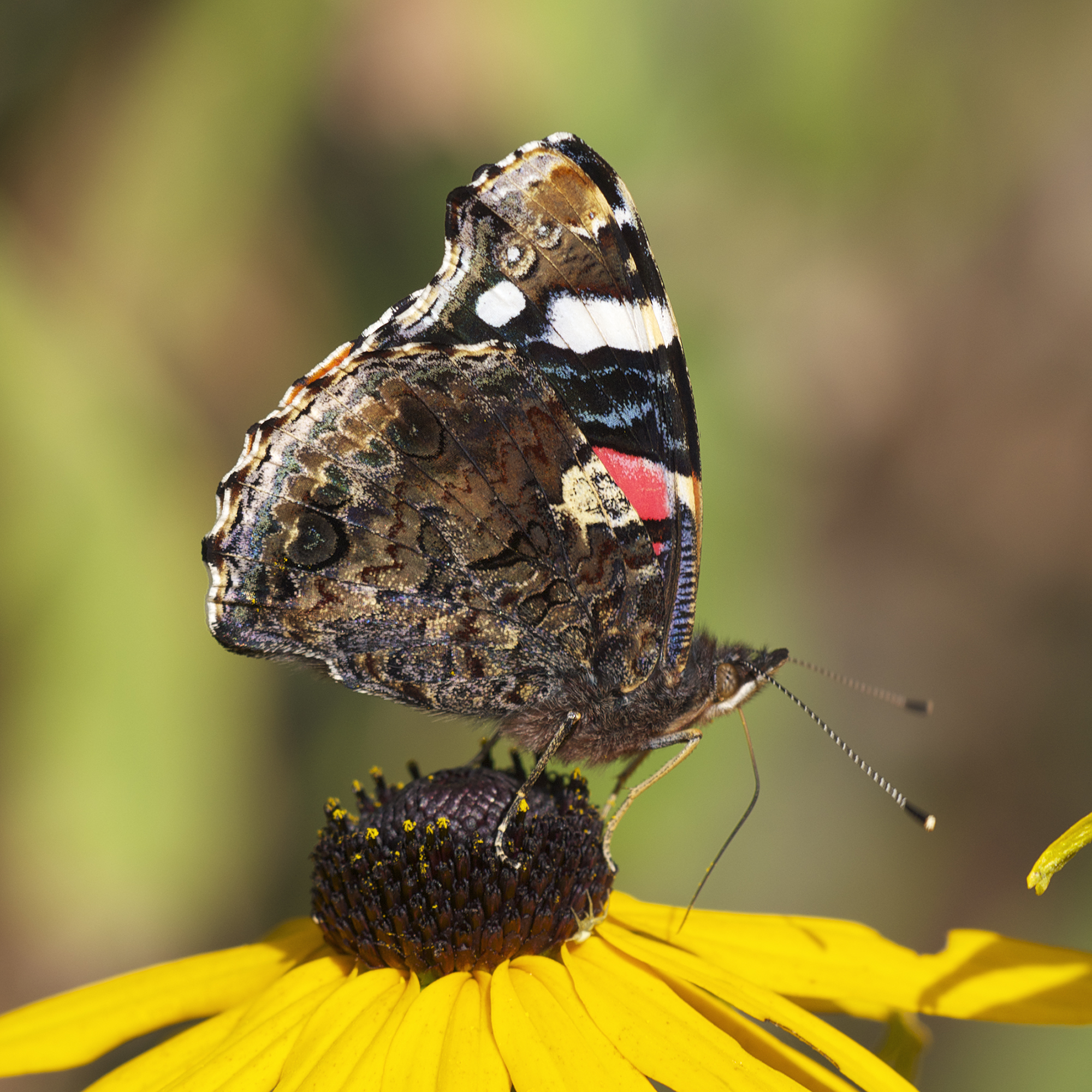 Vanessa atalanta LC0317