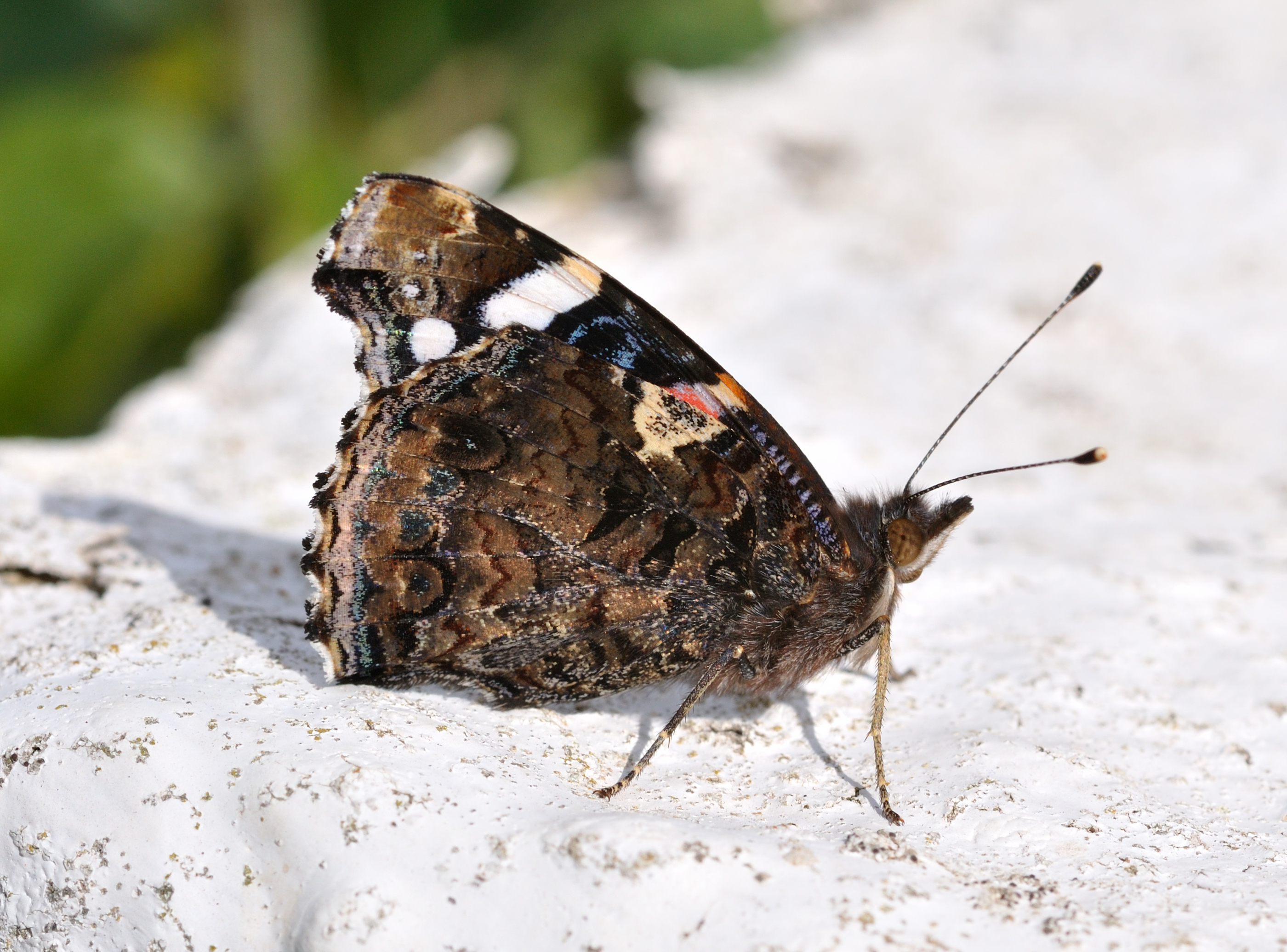 Vanessa atalanta qtl2