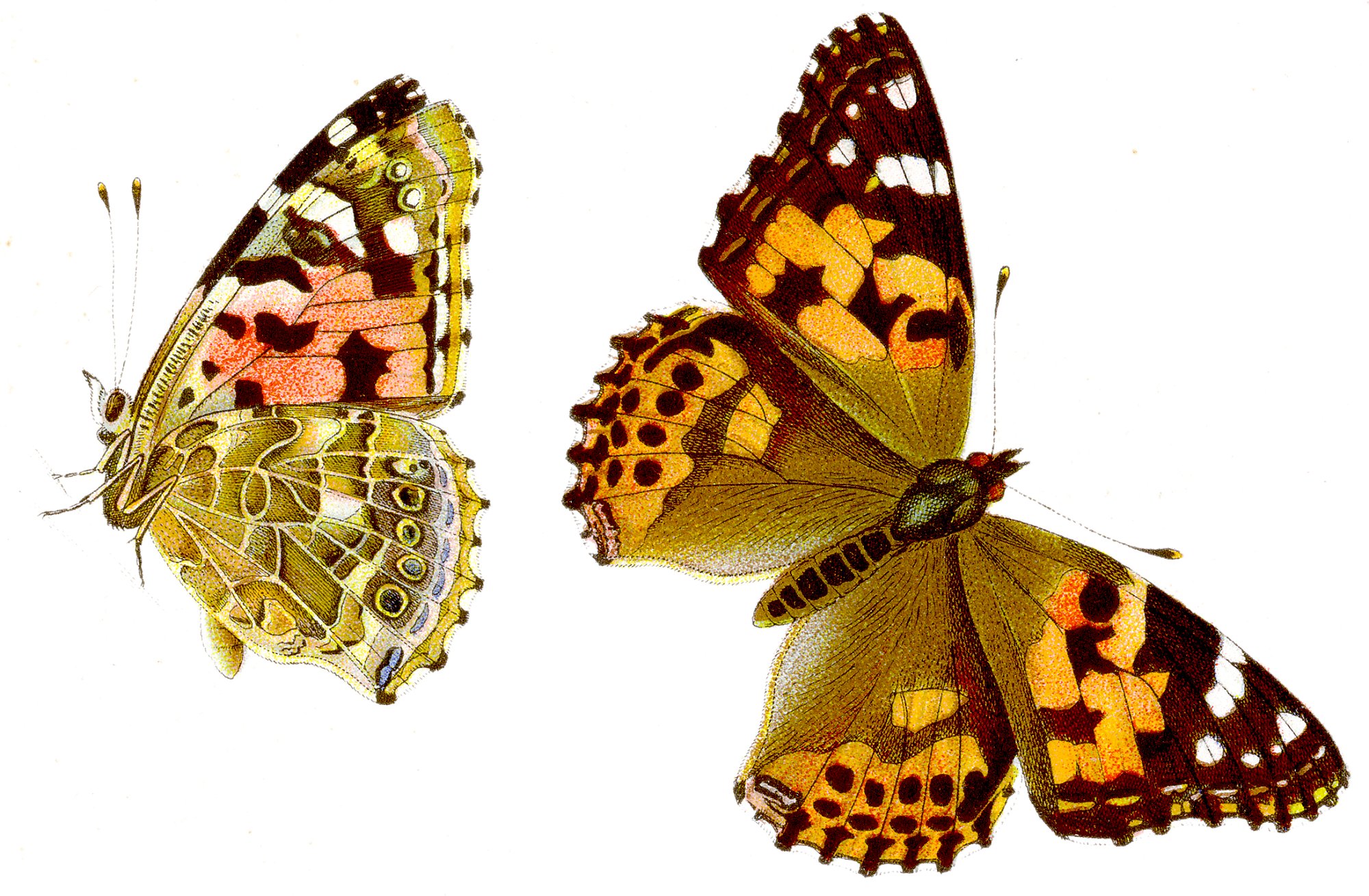 Vanessa cardui - Distelfalter