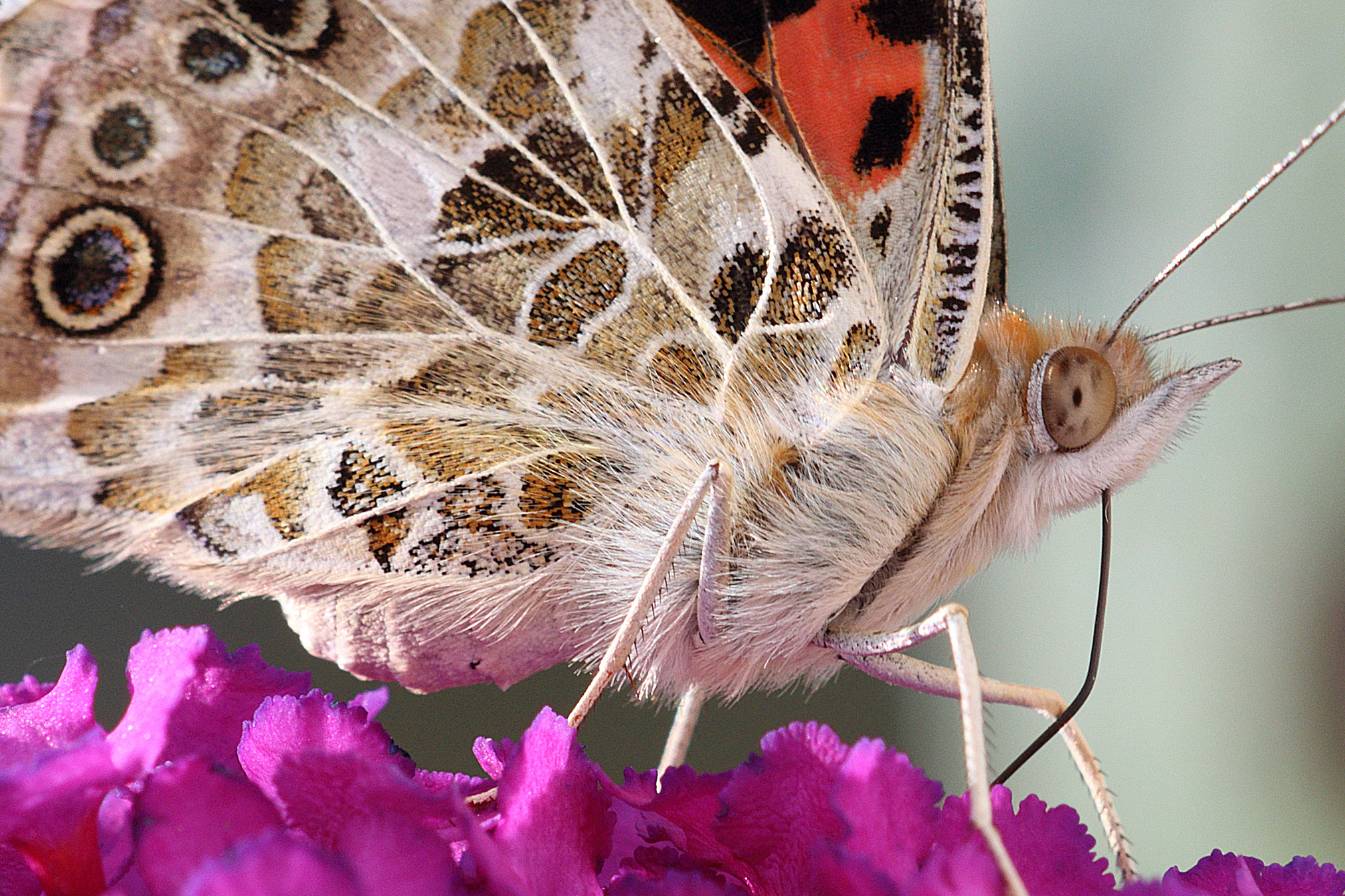 Vanessa cardui detail (Germany,Eppelheim)