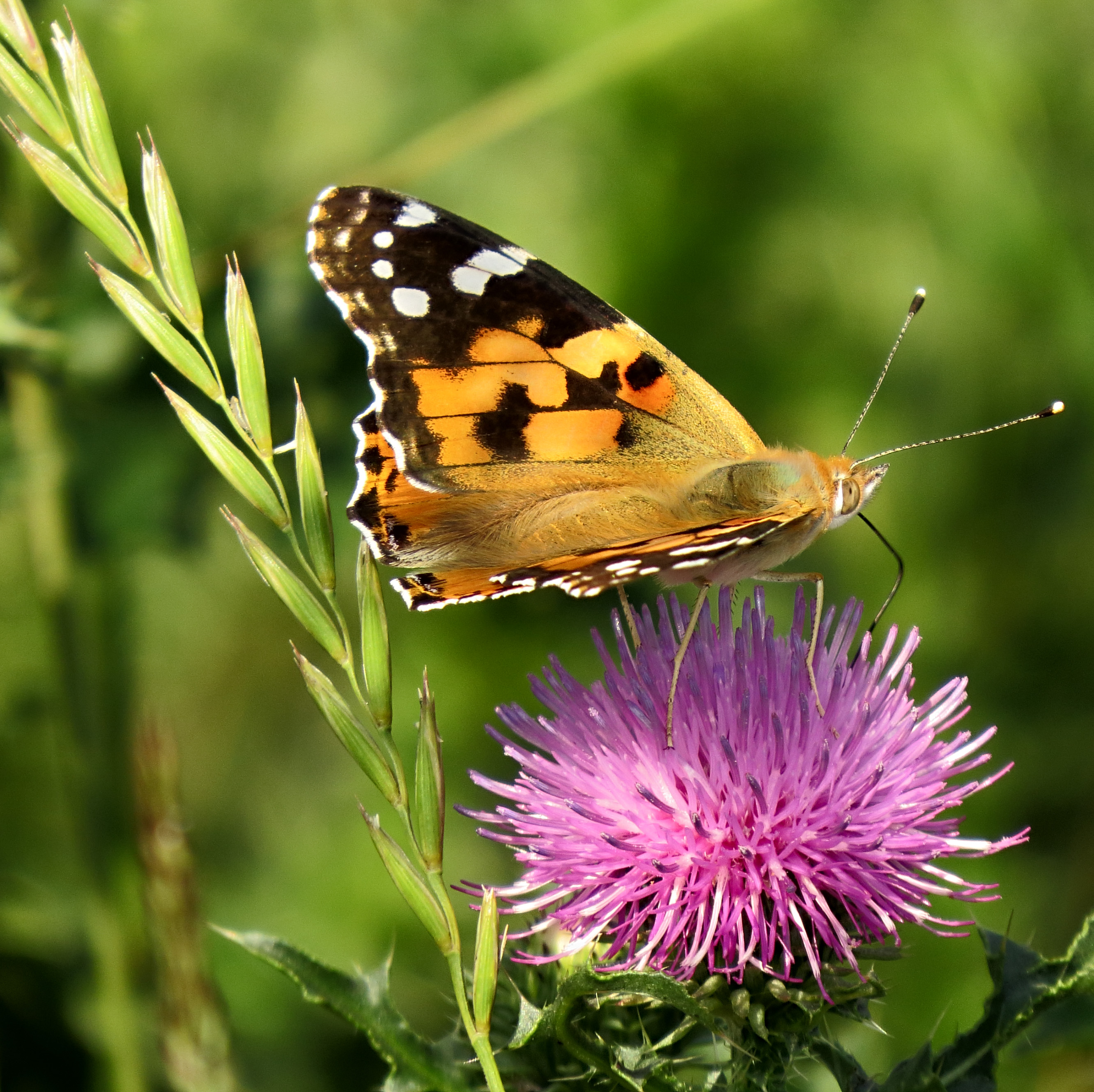 Vanessa cardui Kiev obl