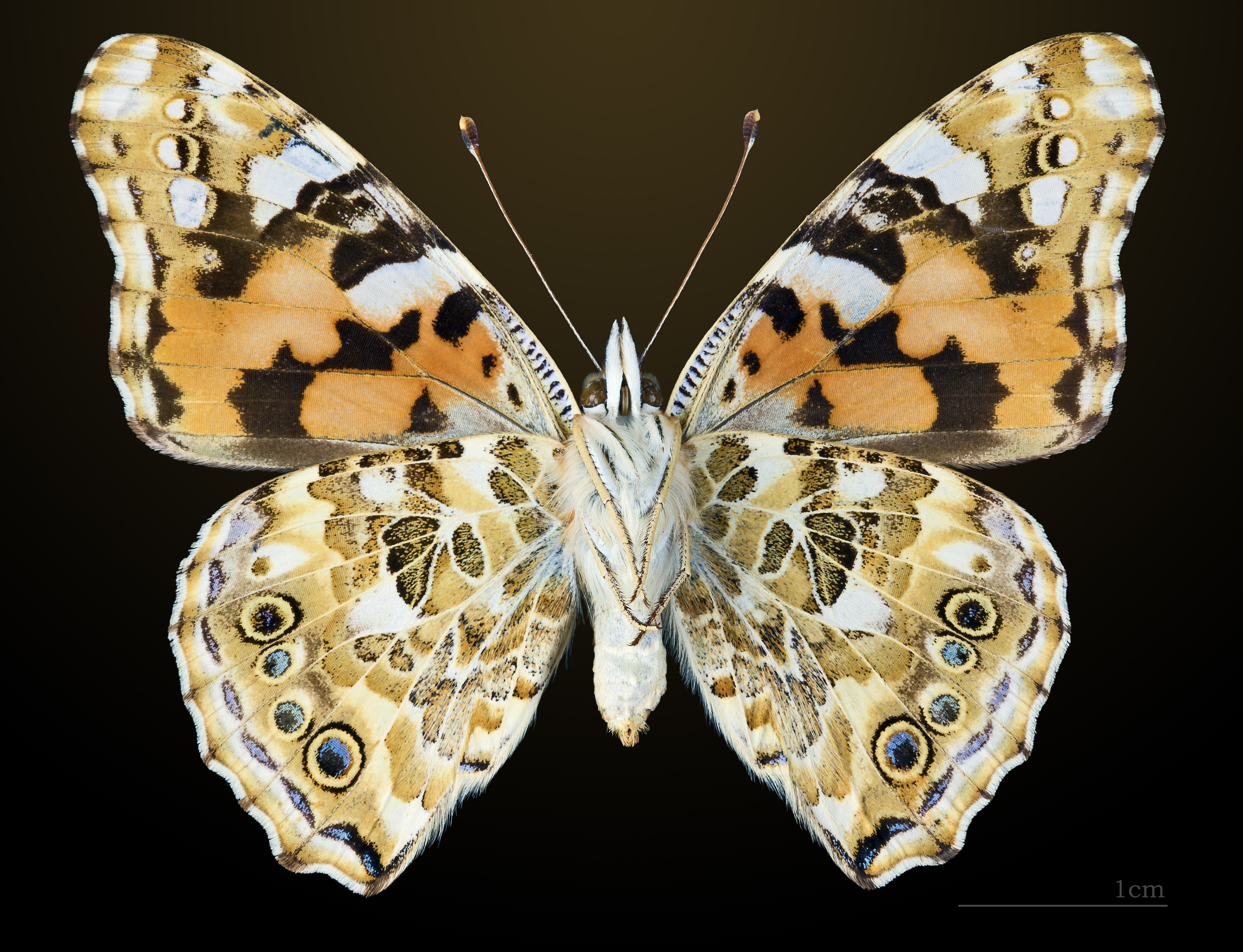 Vanessa cardui MHNT CUT 2013 3 14 Pontfaverger-Moronvilliers Ventre