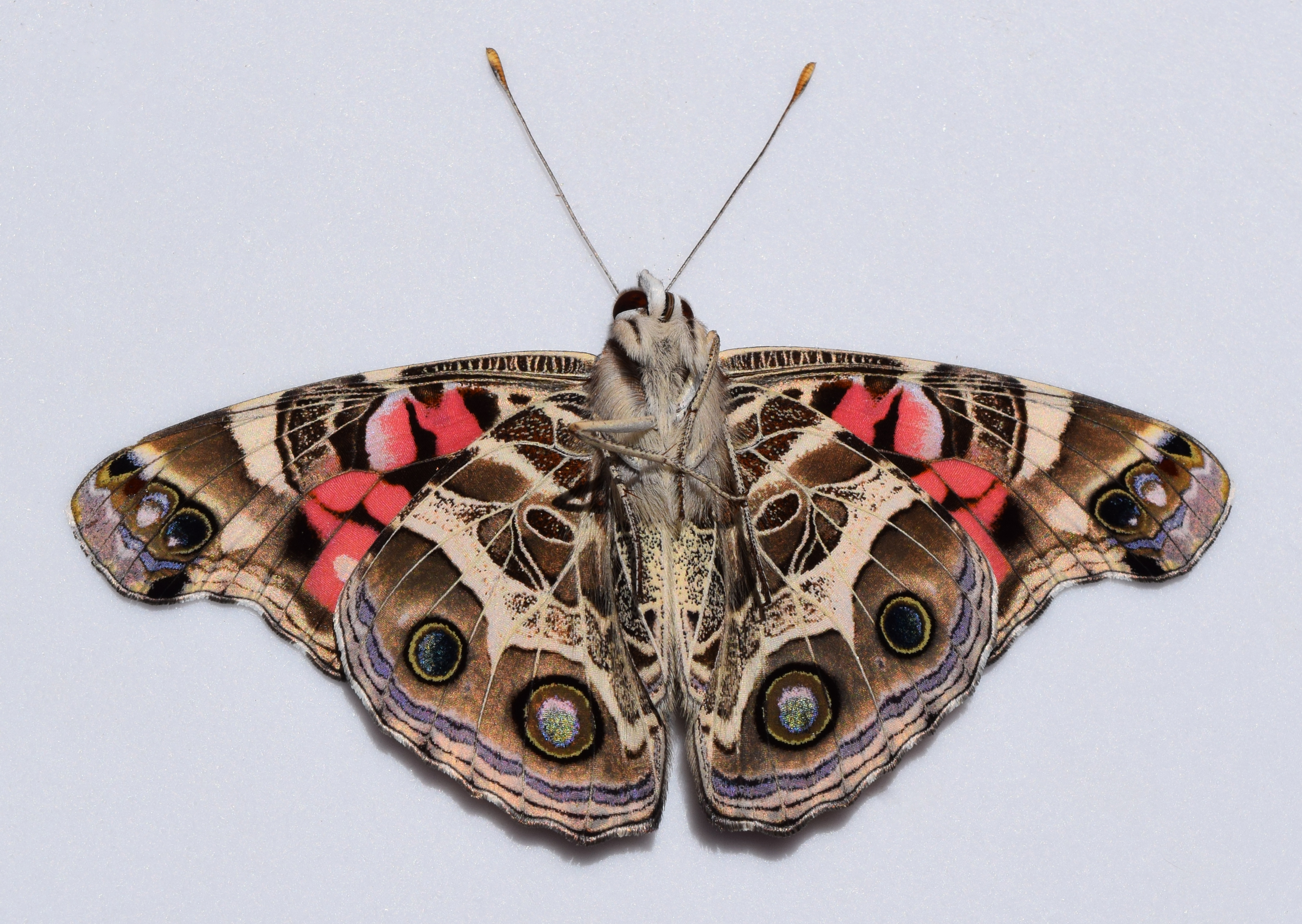 Vanessa virginiensis UMFS 2015 2