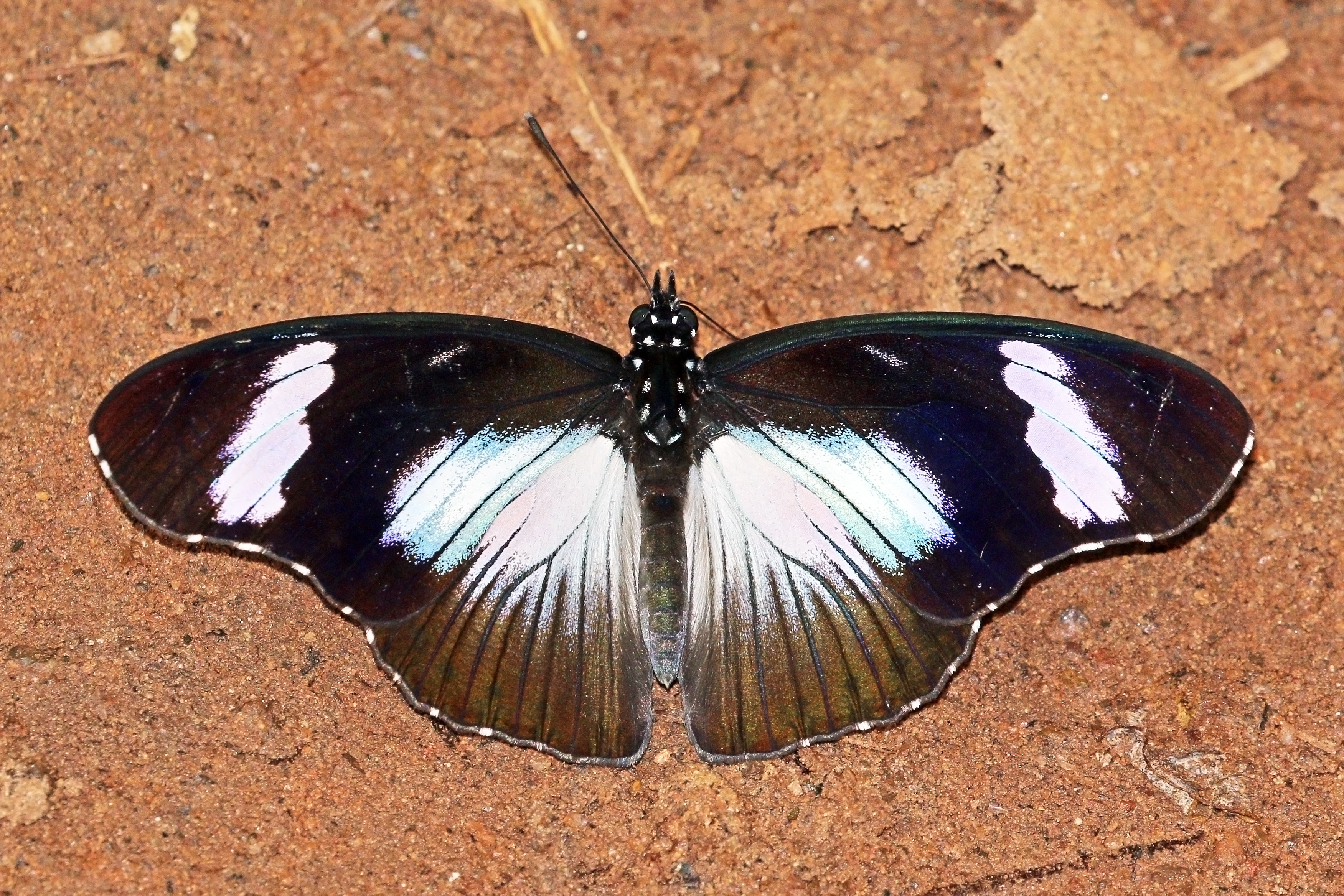 Variable eggfly (Hypolimnas anthedon anthedon) male