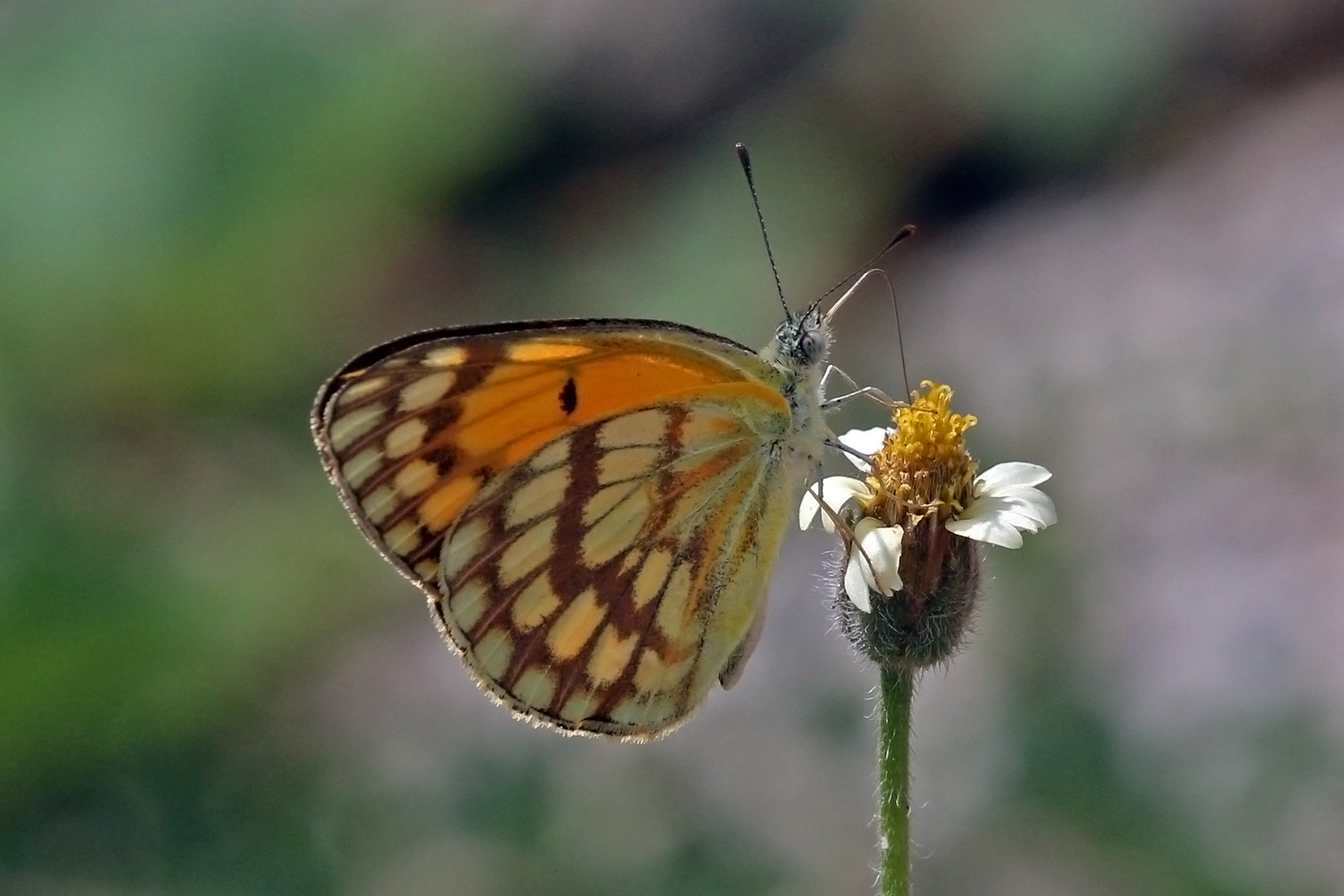 Veined golden arab (Colotis vesta princeps) underside