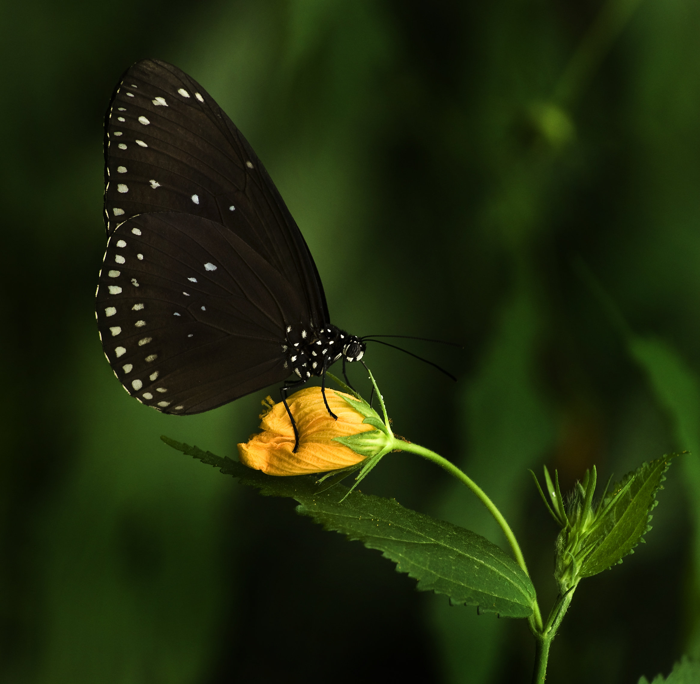 Vlinder1