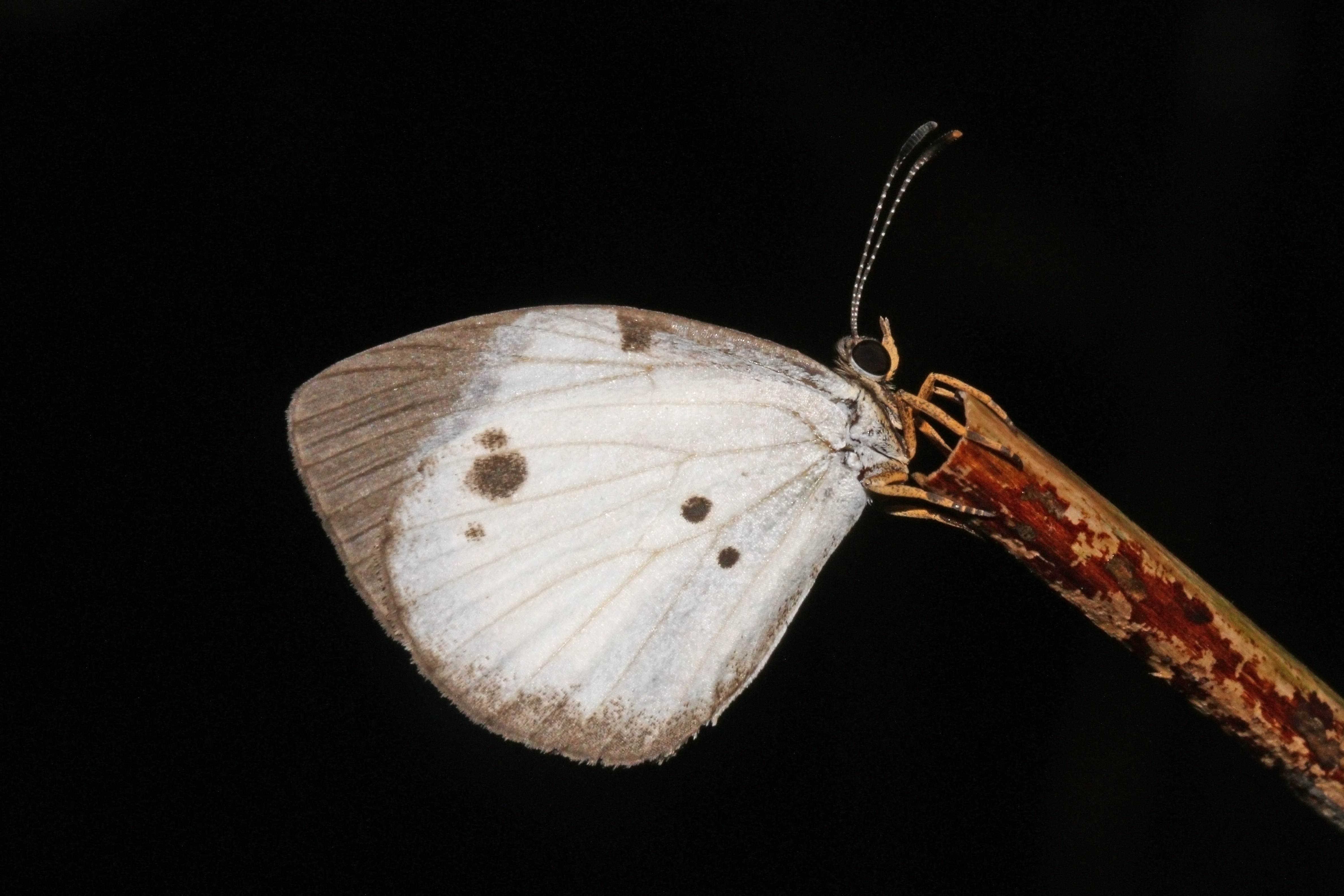 Western pierid blue (Larinopoda eurema)