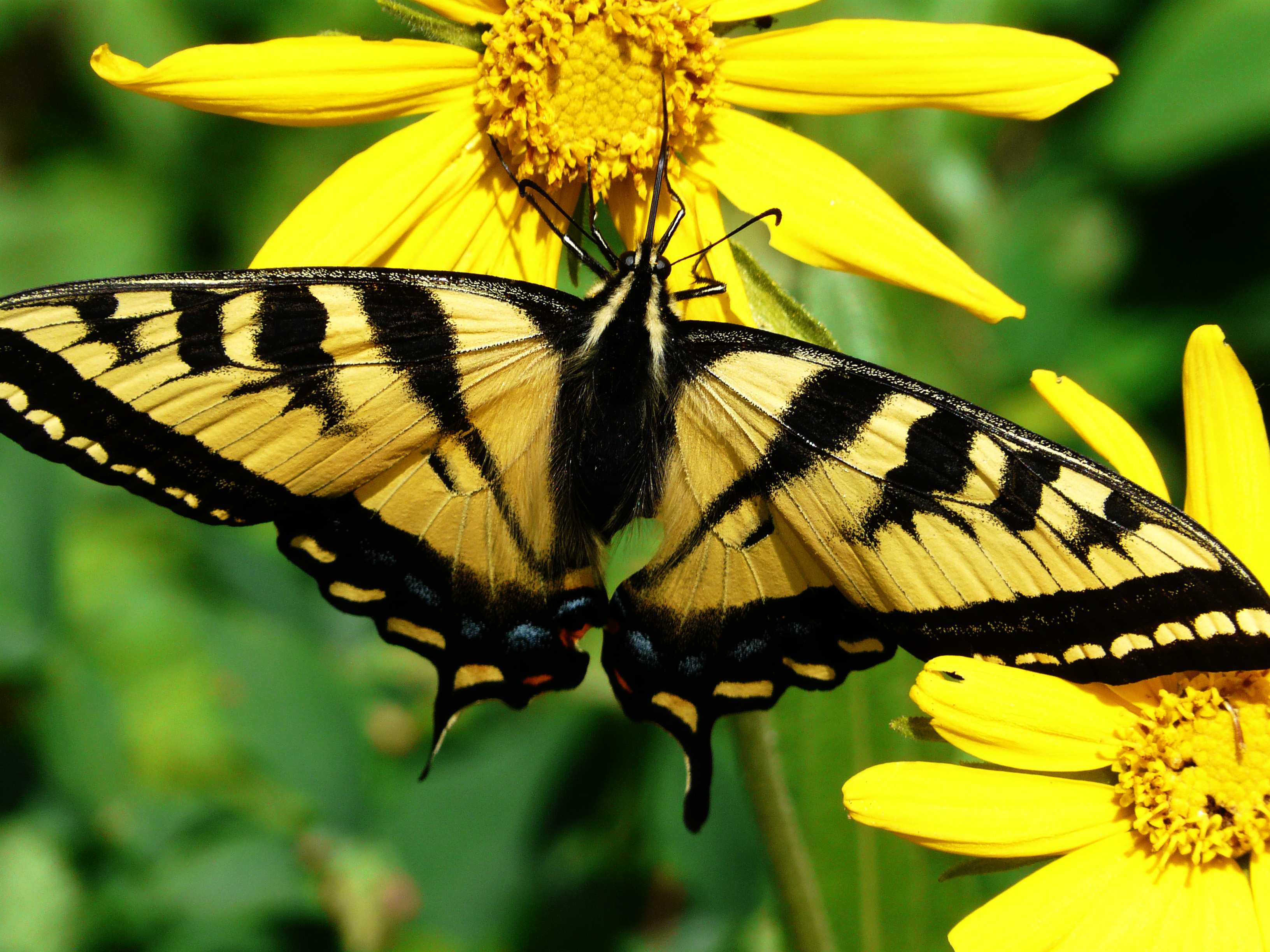 Western tiger swallowtail