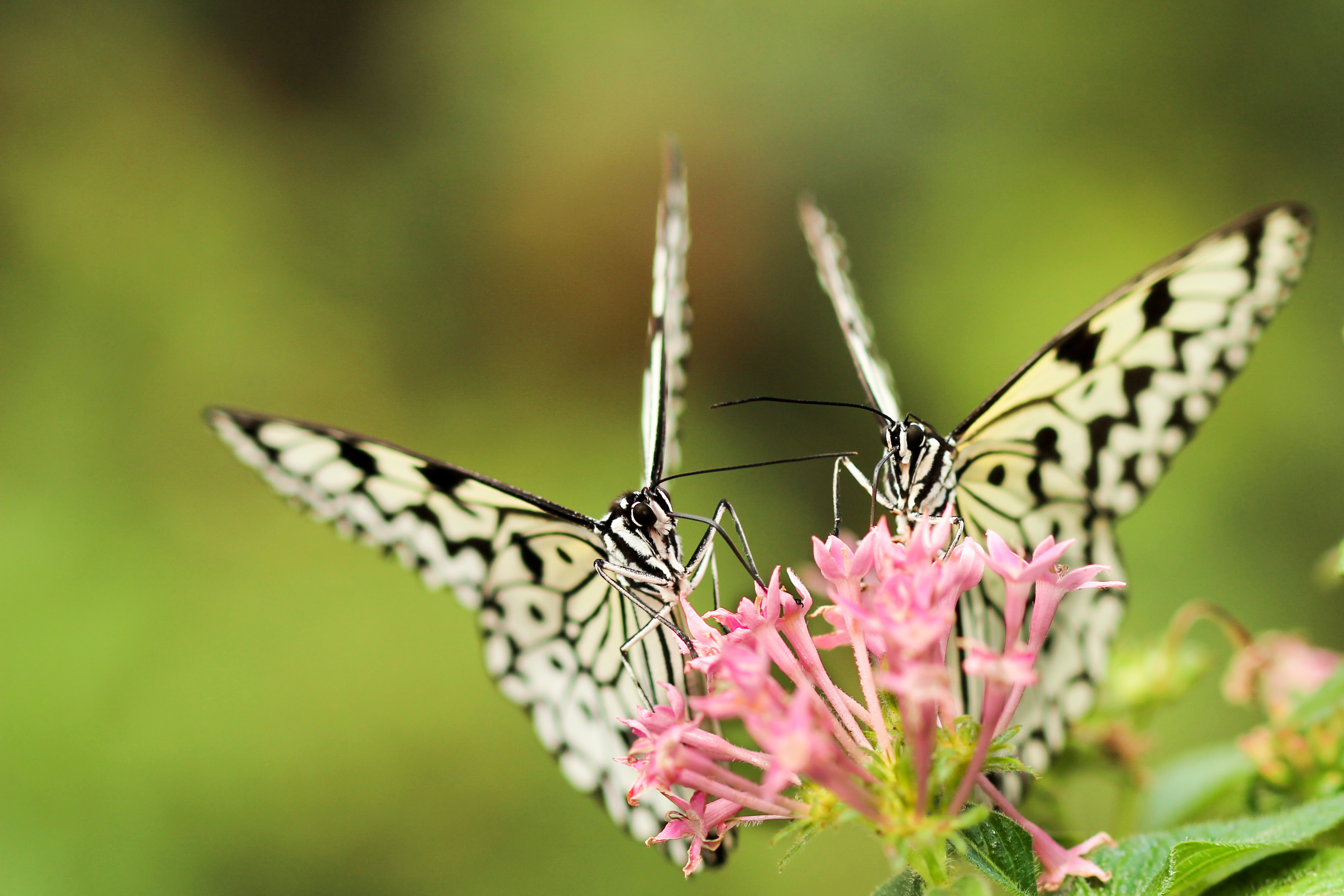 White butterflies on tiny flowers (Unsplash)