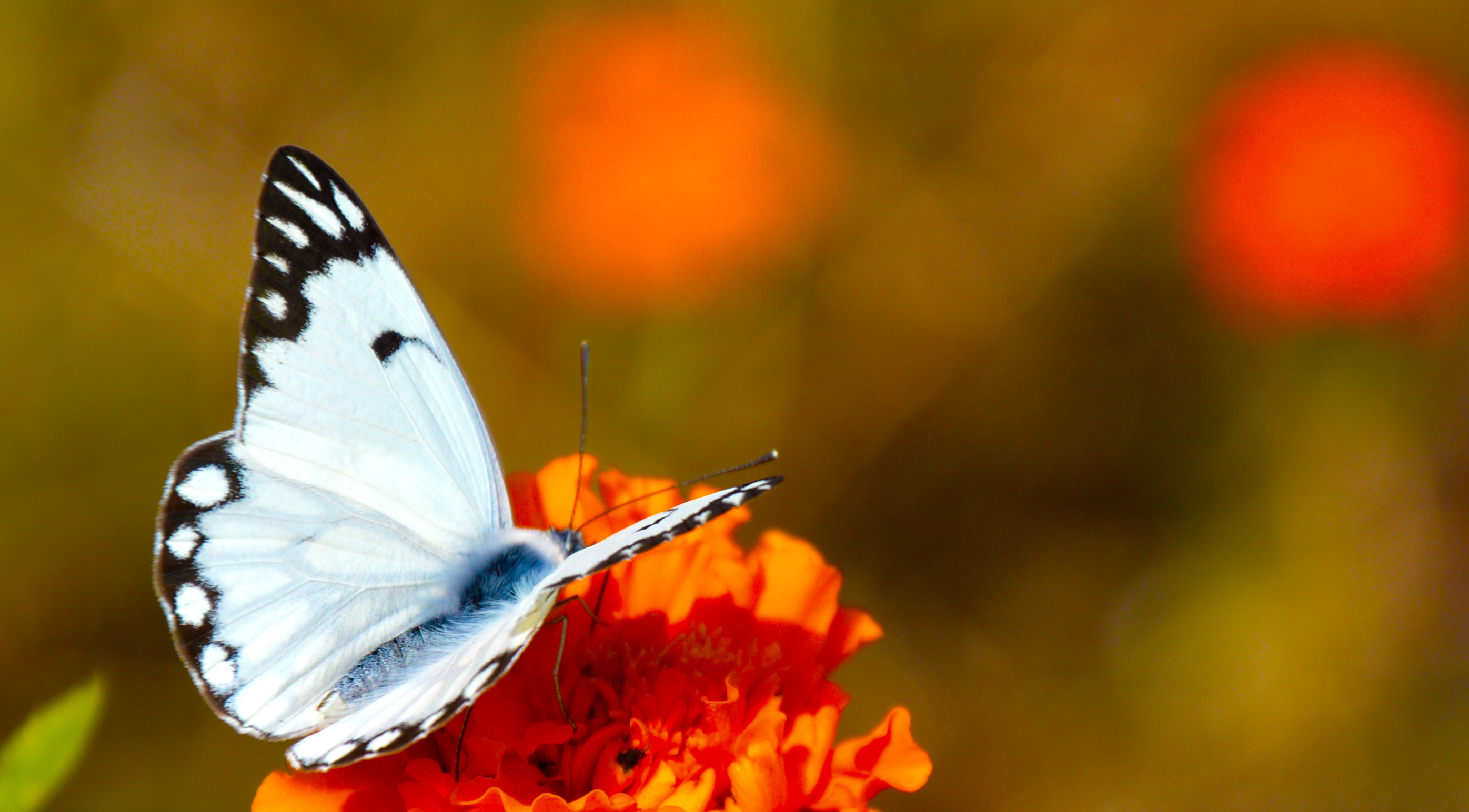 White Butterfly (8244124634)